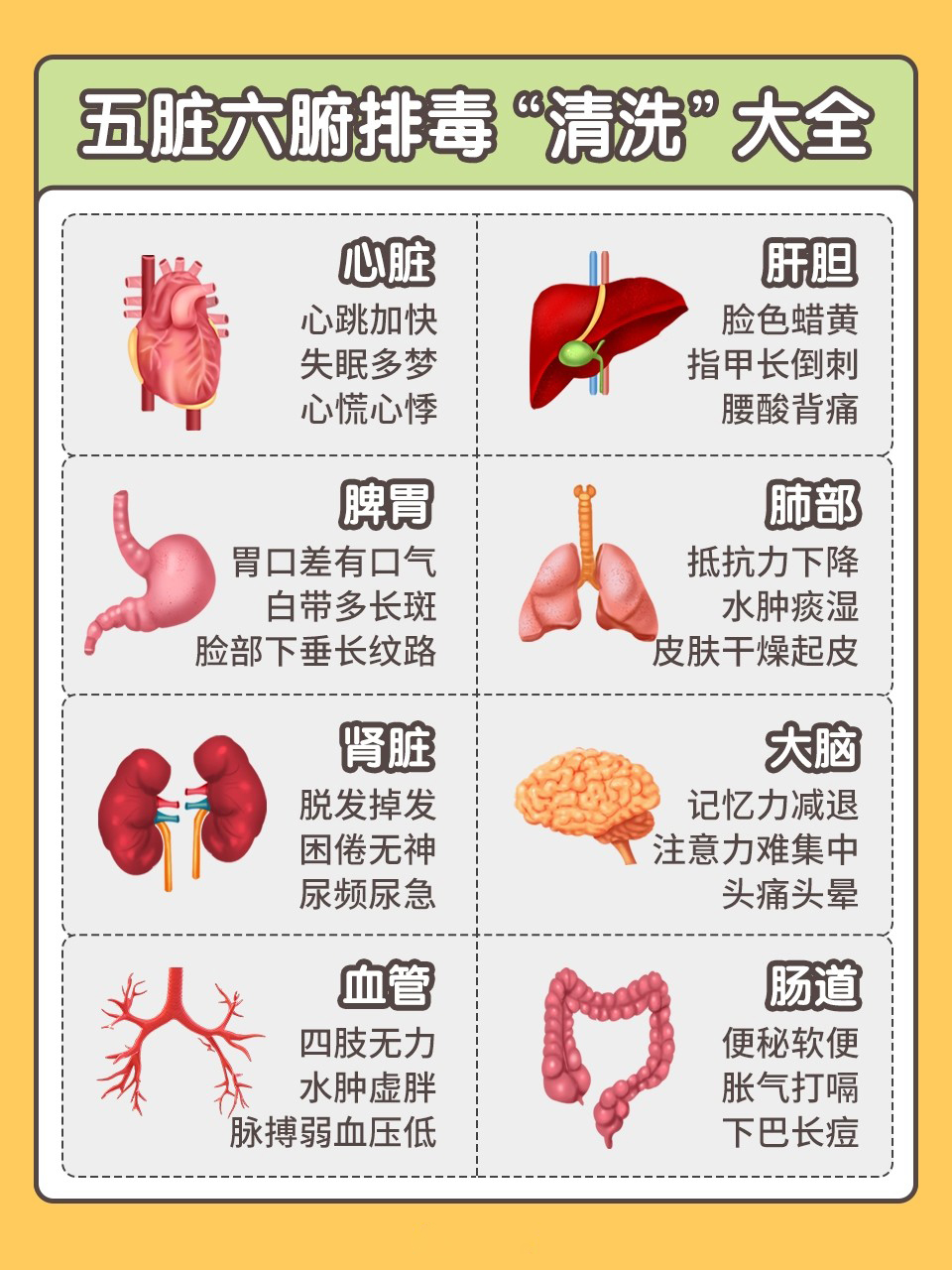 五脏指什么图片