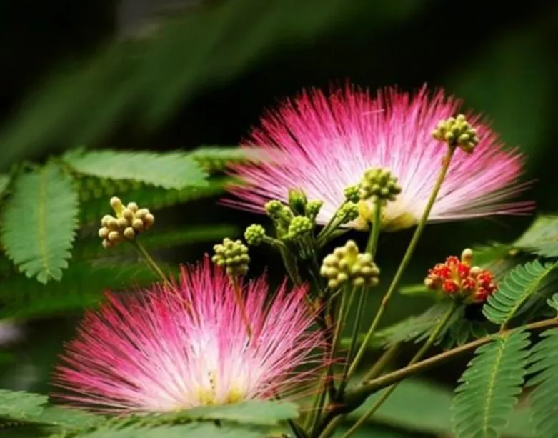夏日生話打卡季 夏日的花花草草 美麗的合歡花 吉祥的花 樹姿優美 夏日開花 花絲細長如纓 萬枝香袅紅絲拂 粉色秀美 天天看點