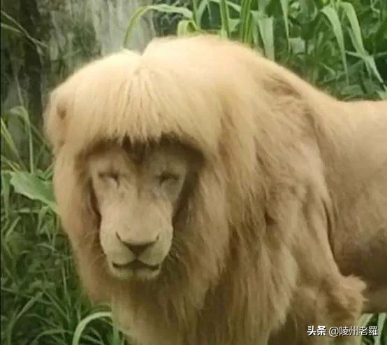给狮子剪齐刘海广州动物园回应 百兽之王变精神小伙儿