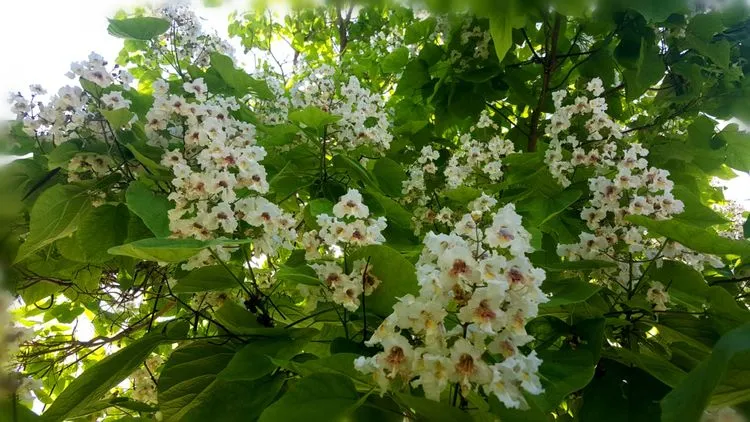 梓树为什么被称为树王 梓树 又名河楸 花楸 水桐 楸豇豆树 大叶梧桐 黄花楸 木角豆 木王 古人认为梓是最好的树木 宋朝 天天看点