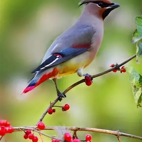 beautiful birds singing