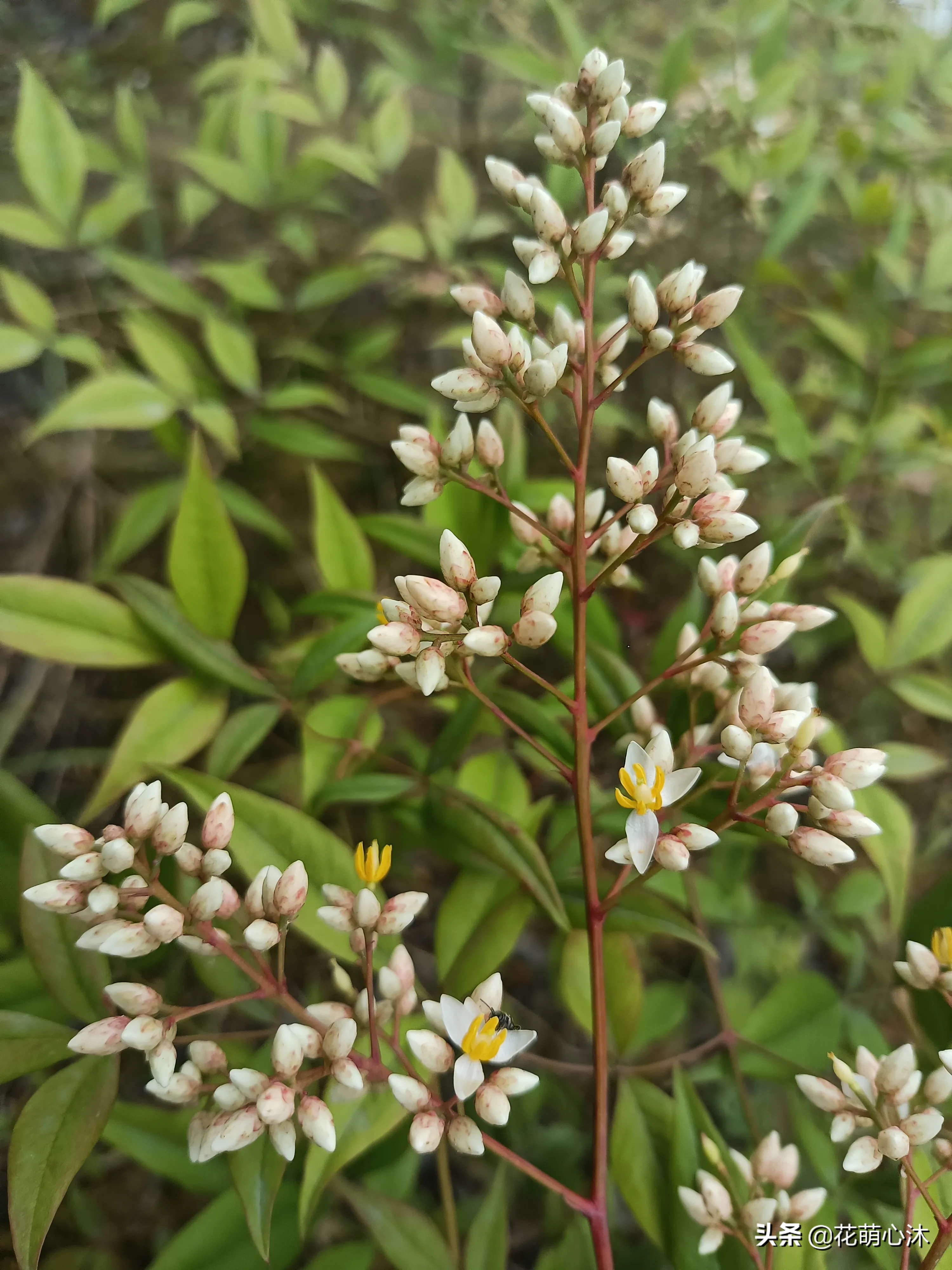 名字厲害 南天竹nandinadomestica小檗科南天竹亞科南天竹族南天竹屬常綠灌木 小檗科屬于毛茛超目毛茛目 與毛