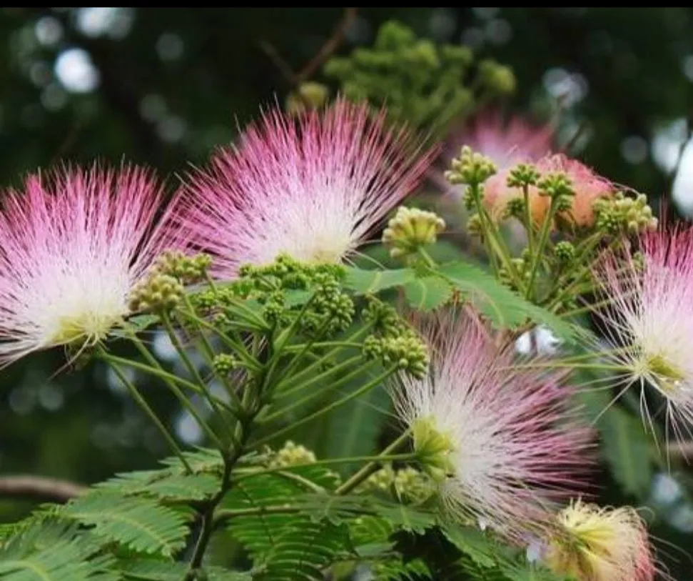 夏日生話打卡季 夏日的花花草草 美麗的合歡花 吉祥的花 樹姿優美 夏日開花 花絲細長如纓 萬枝香袅紅絲拂 粉色秀美 天天看點