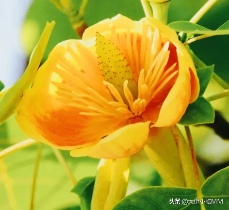 分享 鵝掌楸 又稱馬褂木 春天花大而美麗入秋後葉色變黃樹形很高大 花朵酒杯狀葉形似馬褂 形似郁金香楸樹花的花語是美好 天天看點