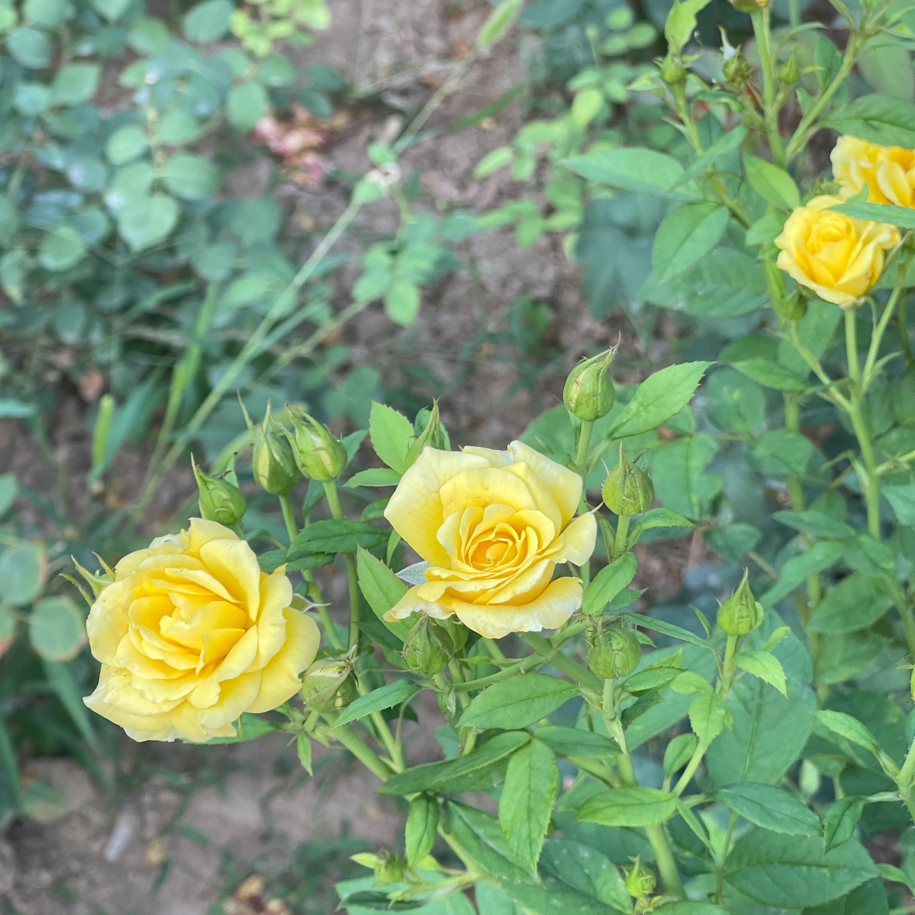 夏日花花大合集 生命力旺盛的薔薇花 夏天花花世界裡可不能缺少它的身影 天天看點