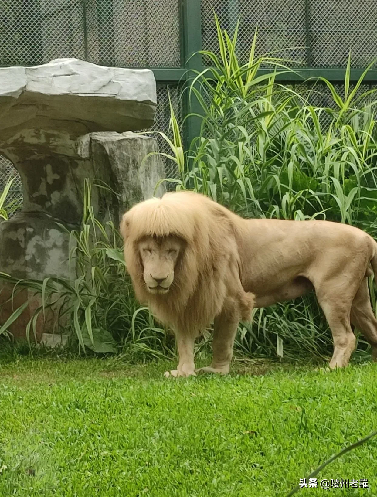 给狮子剪齐刘海广州动物园回应 百兽之王变精神小伙儿