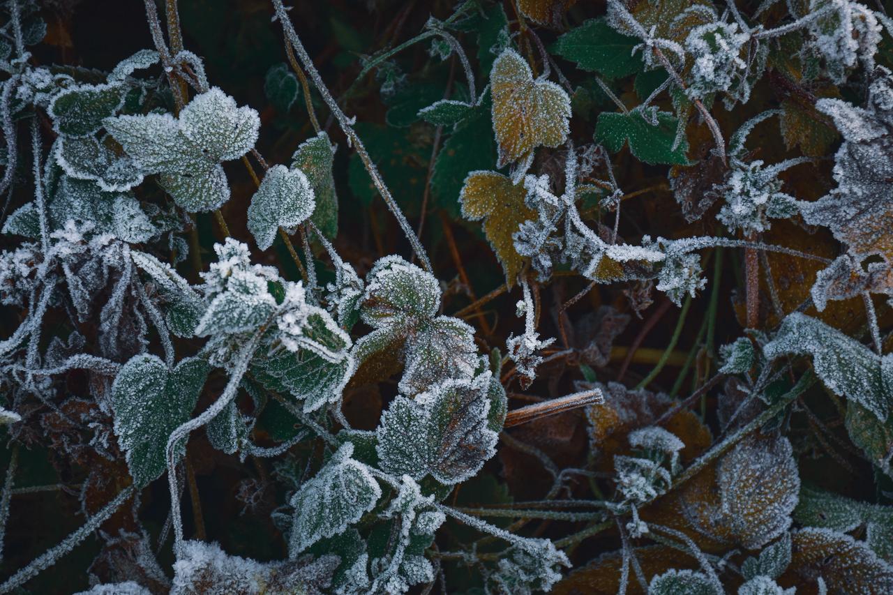 成都平原出现罕见的霜雪今天早晨成都平原温度降到零下
