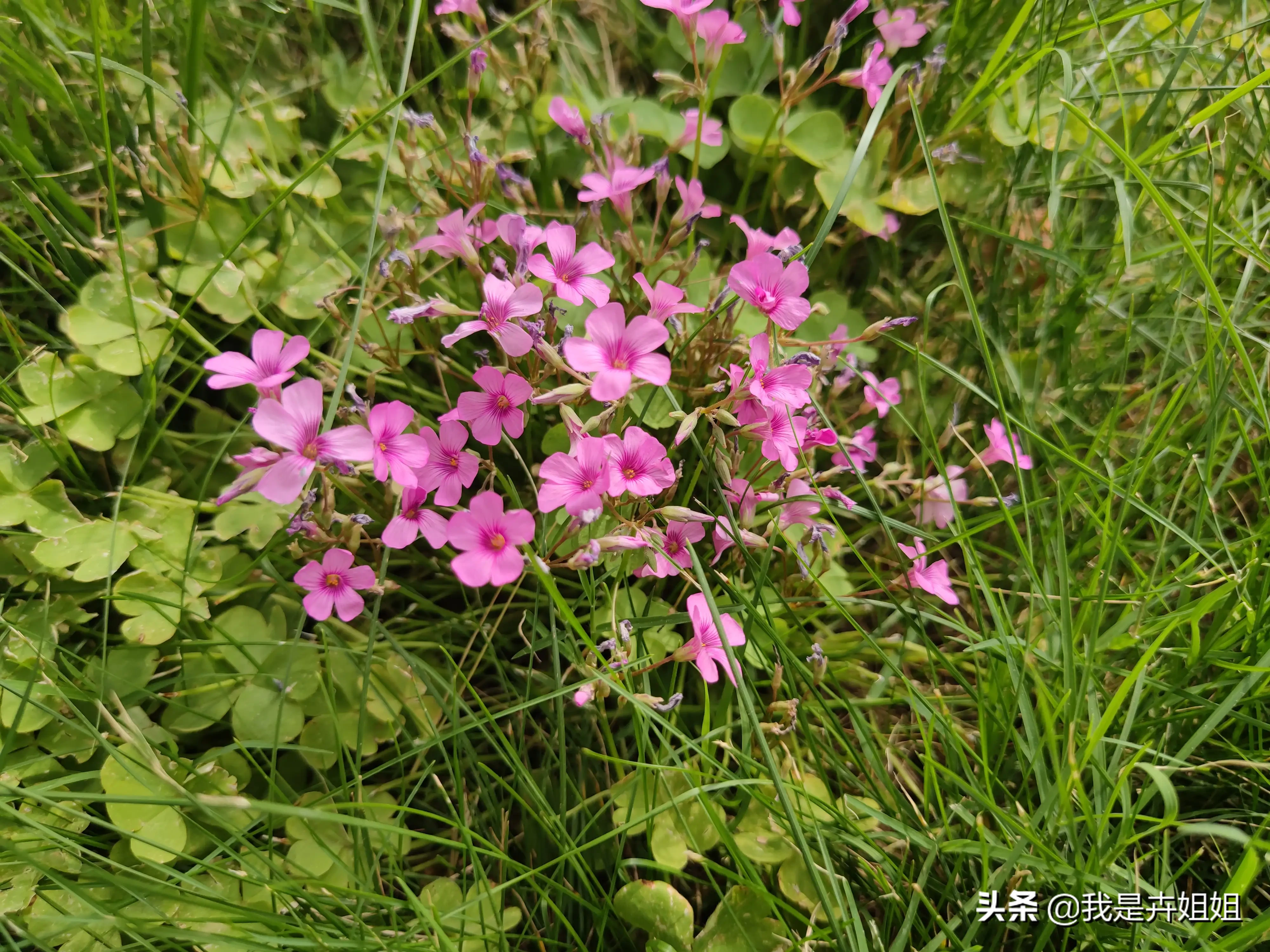 小区院里 草丛中一簇簇红红的小花烂漫可爱 查了一下 叫红花酢浆草 红花酢浆草植株低矮 叶子茂密 碧绿青翠 小花繁多 株形