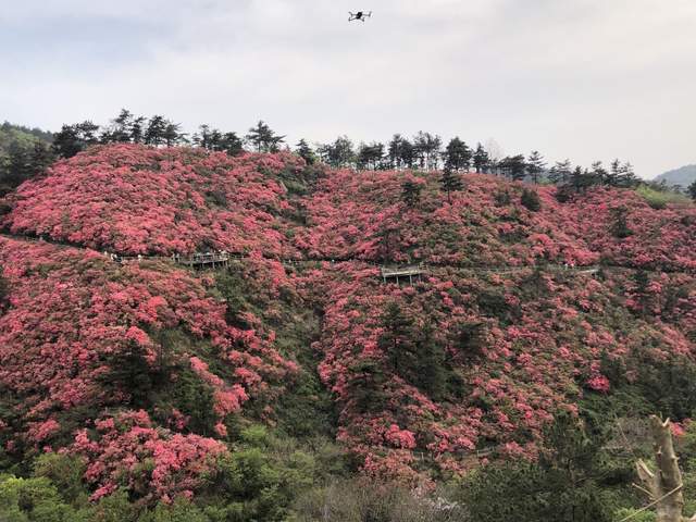 武汉春游踏青，黄陂云雾山赏杜鹃花海，登709米武汉之巅玻璃栈道