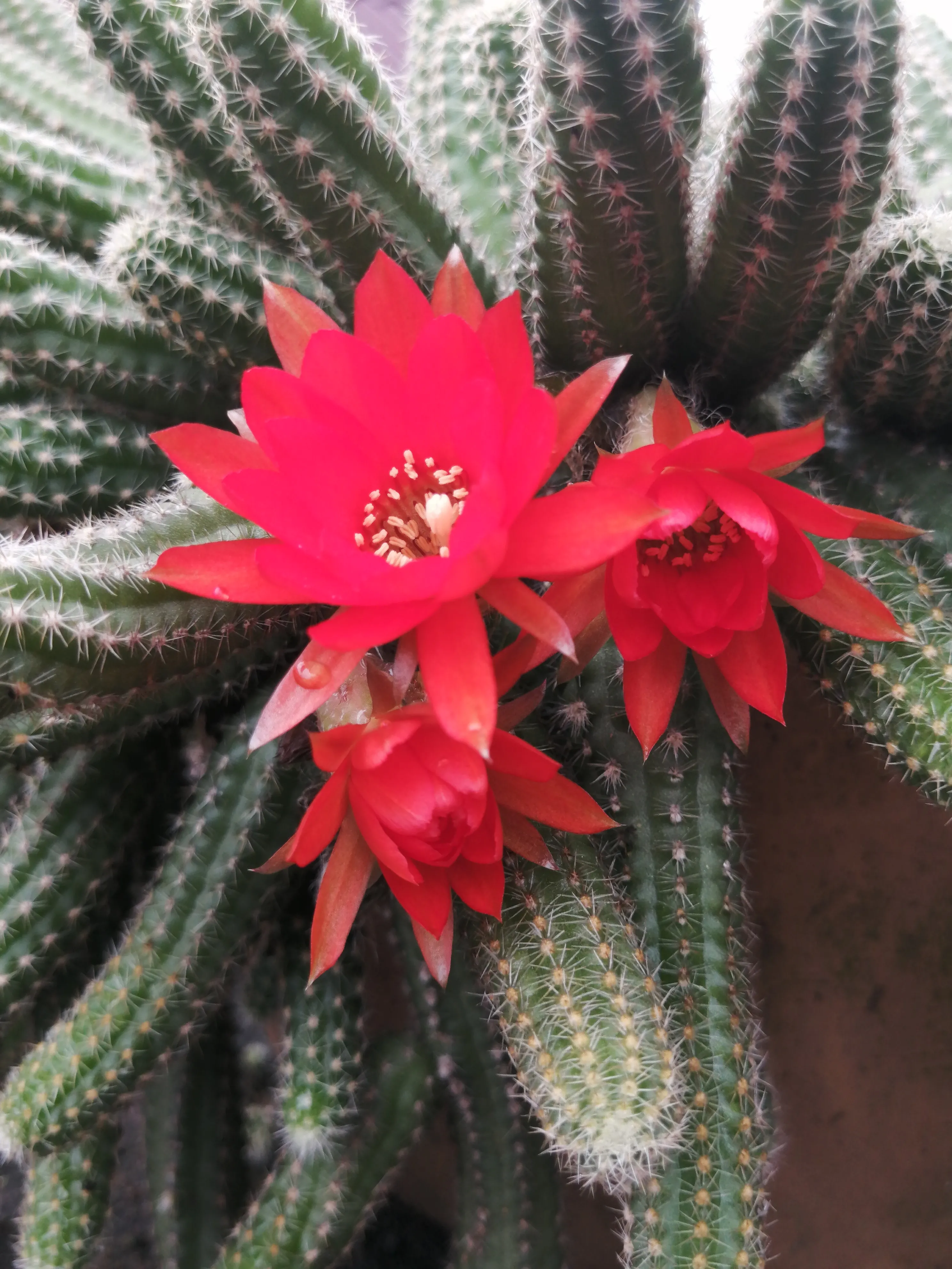 今年的白檀仙人指 毛毛蟲 爆盆了 請花友們一起欣賞 作揖 呲牙 玫瑰 玫瑰 比心 比心 比心 天天看點