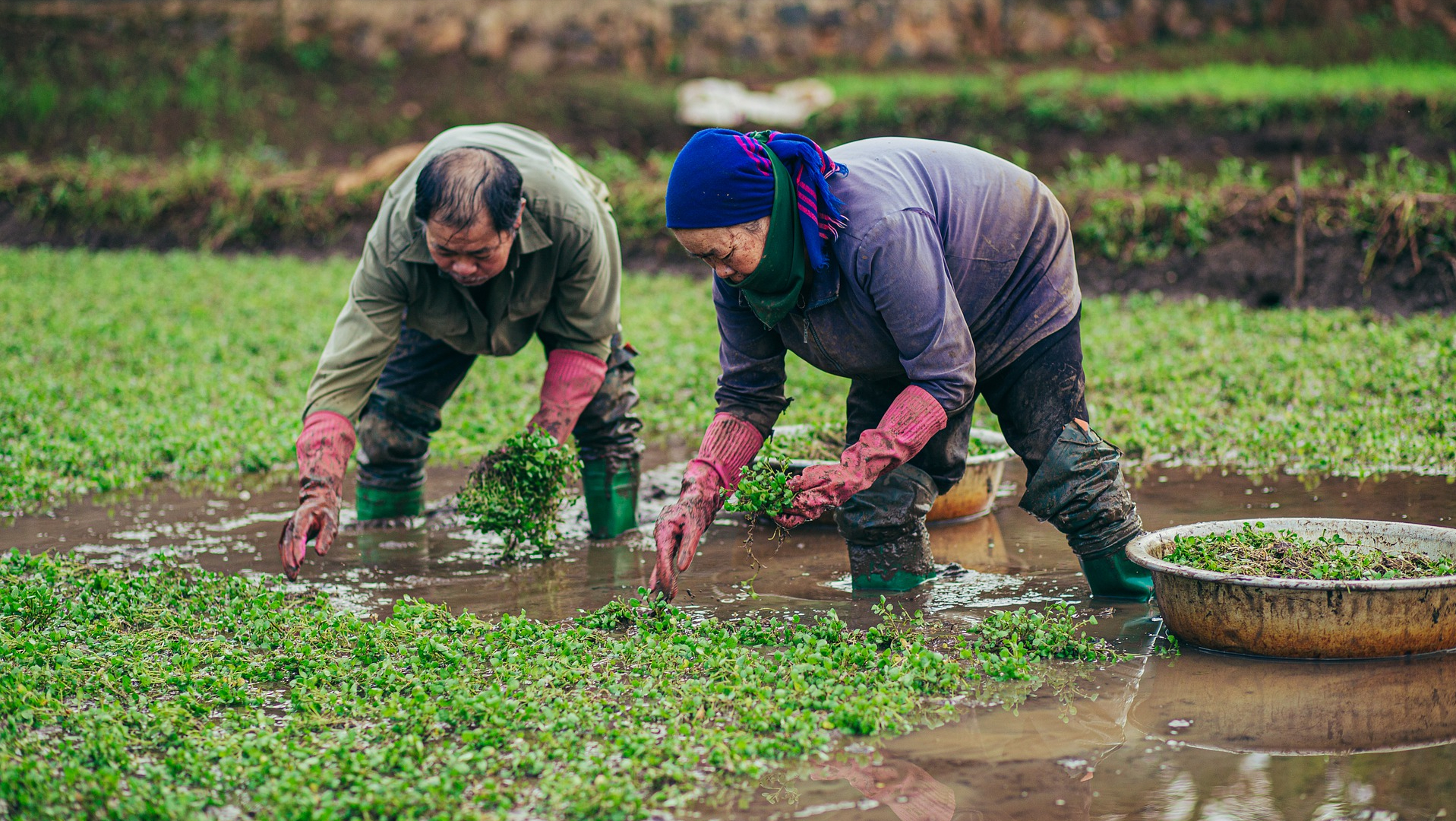 老农民养老待遇问题是目前一个 - 114知识网