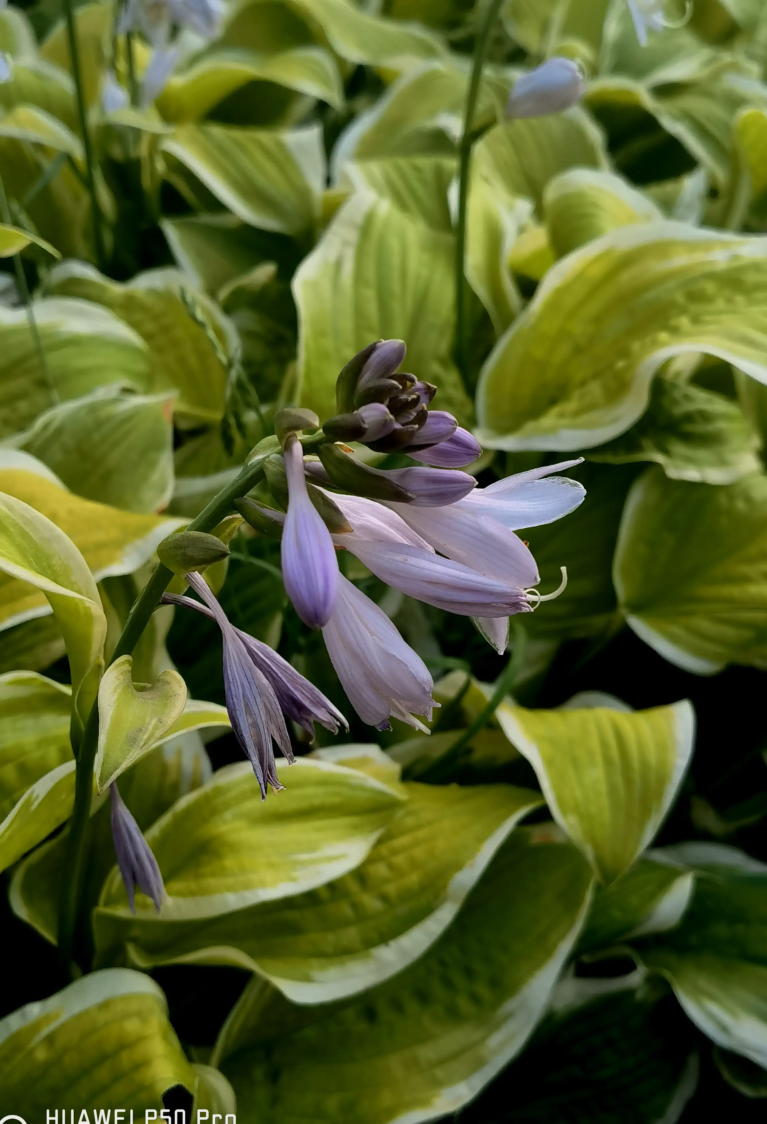 6月美丽兴庆宫 玉簪花 金丝桃花 醉蝶花 金丝梅花 小蜗牛 晨曦中的亭台楼阁都好养眼 晕 晕 呲牙 天天看点
