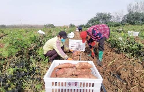 机械化种植 联合社统管——中国鲜食甘薯第一乡的重启之路