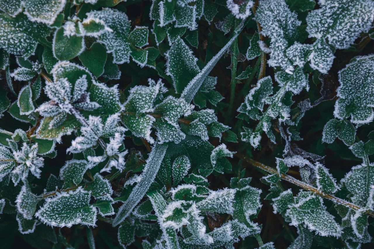 成都平原出现罕见的霜雪今天早晨成都平原温度降到零下大地被厚厚的霜