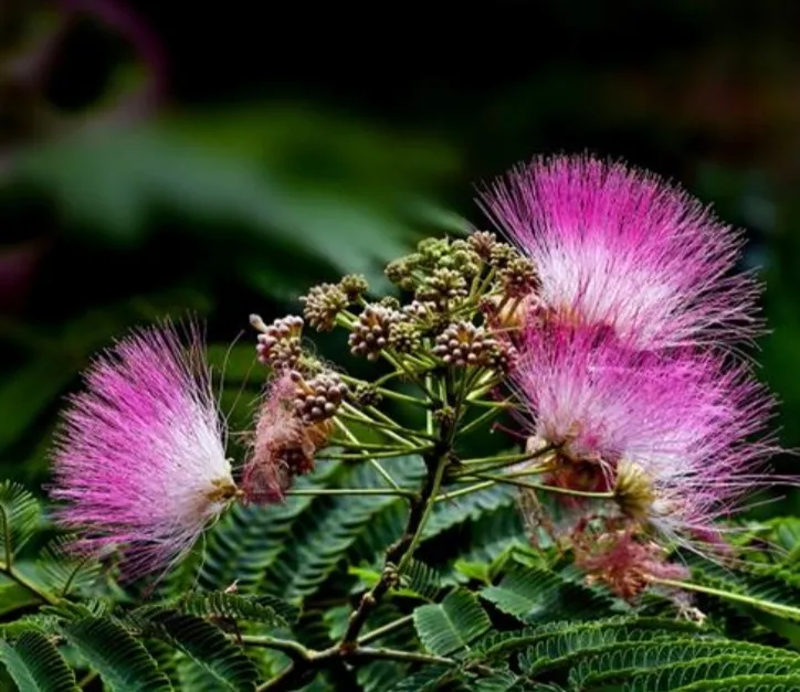 夏日生話打卡季 夏日的花花草草 美麗的合歡花 吉祥的花 樹姿優美 夏日開花 花絲細長如纓 萬枝香袅紅絲拂 粉色秀美 天天看點
