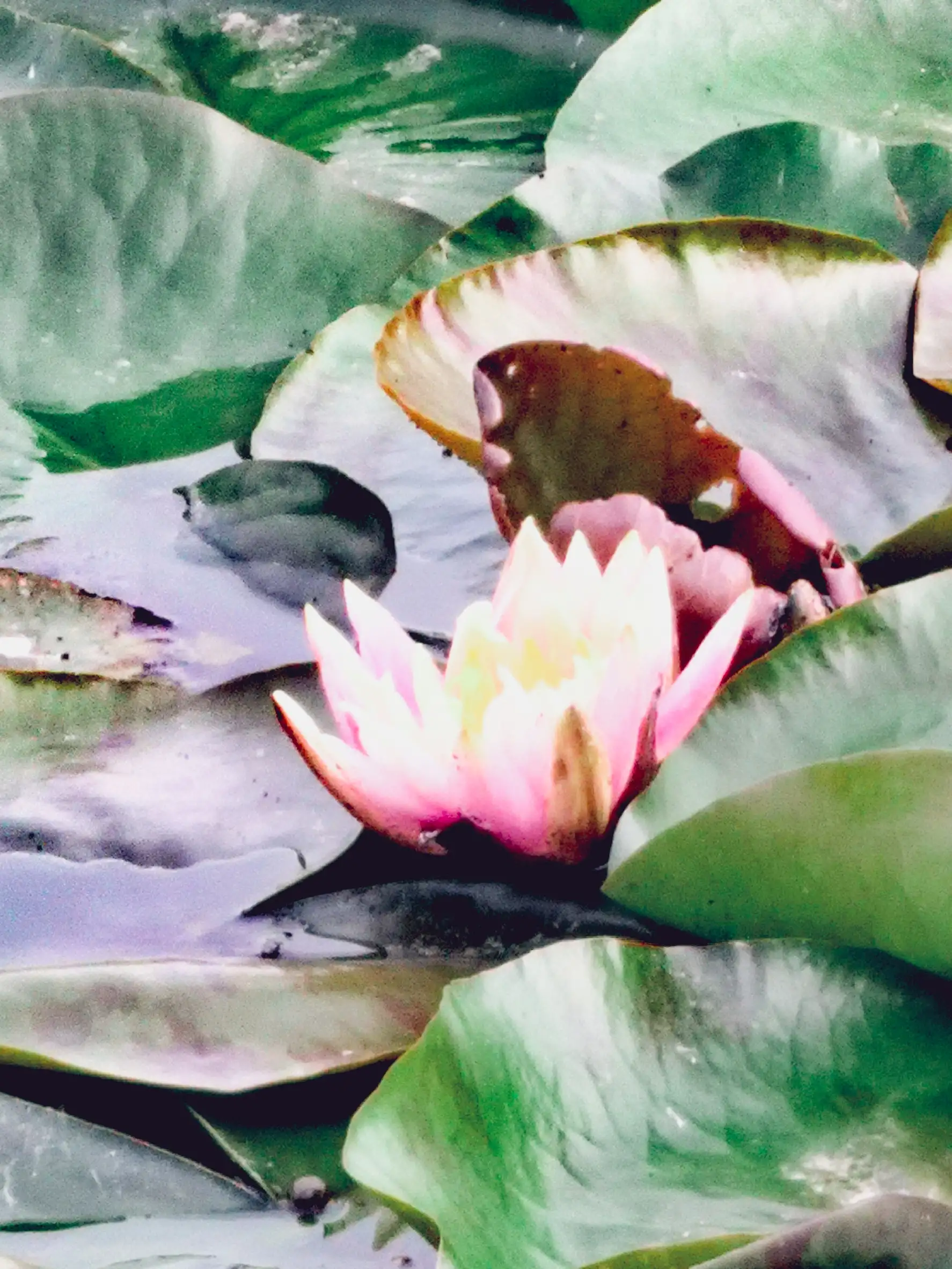 怀柔水上公园 睡莲 二 大大叶小小的花朝开暮闭沾风霜静卧水面观百态笑迎春夏好时光 天天看点