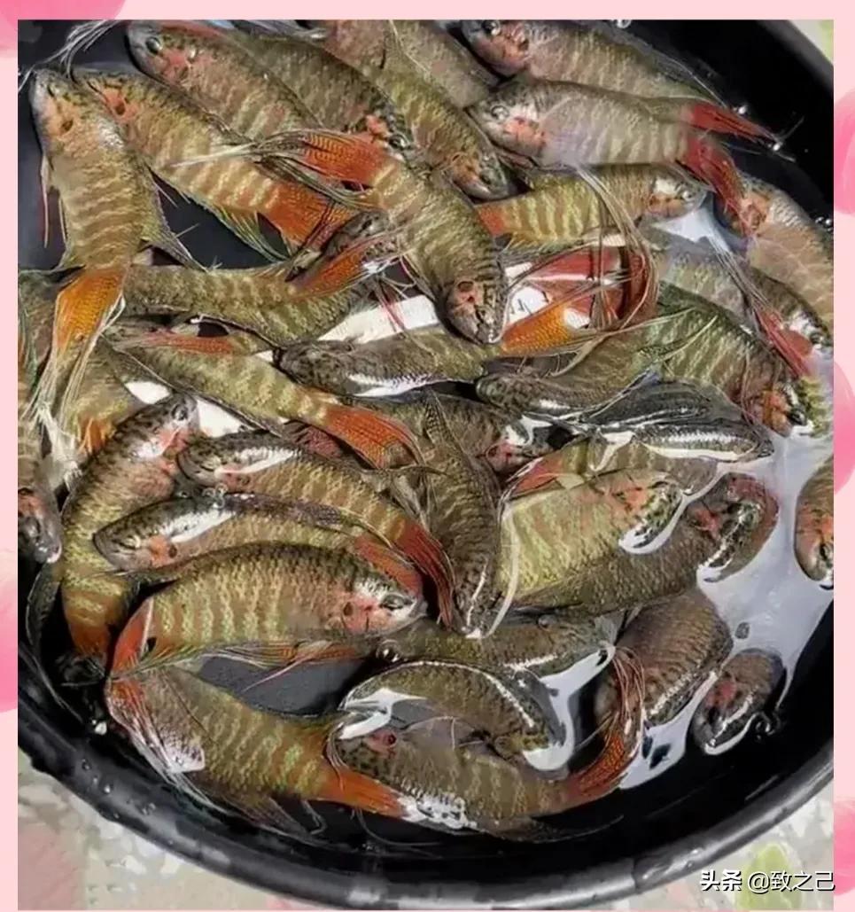 福寿鱼和罗非鱼的区别图片