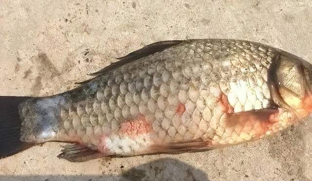 鯽魚- 今日水產頻道頁