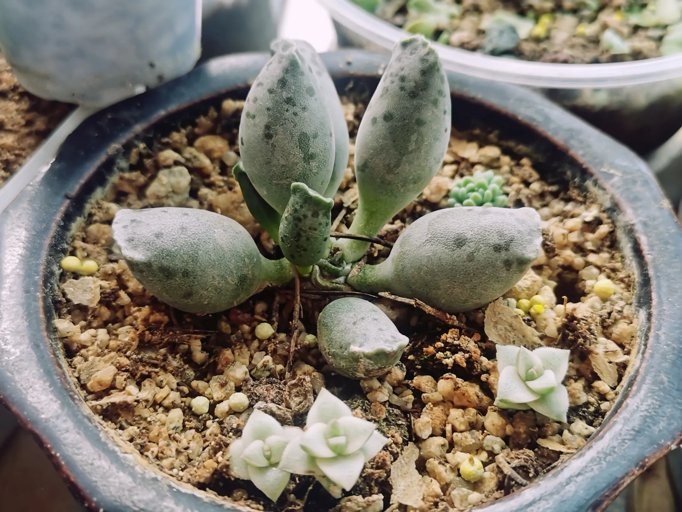 多肉植物 紫海豹 紫肌 白肌 紫斑 花豹 种类还是很多的 估计我的是属于白肌水泡了前三张是室外阳台养护的 后面三张是在