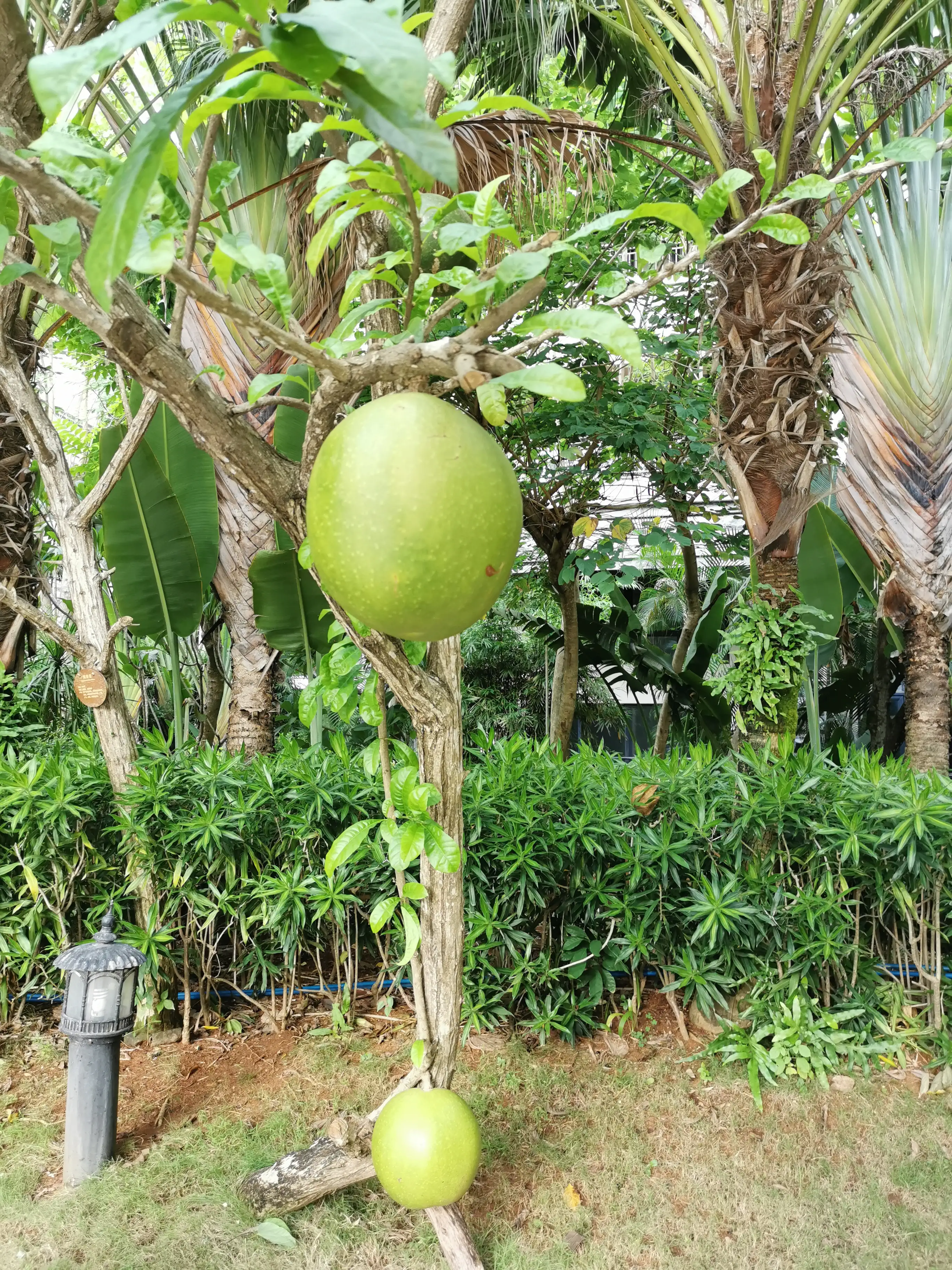 月嫂培训教程全集梅州班学习 梅州免费月嫂培训班学习