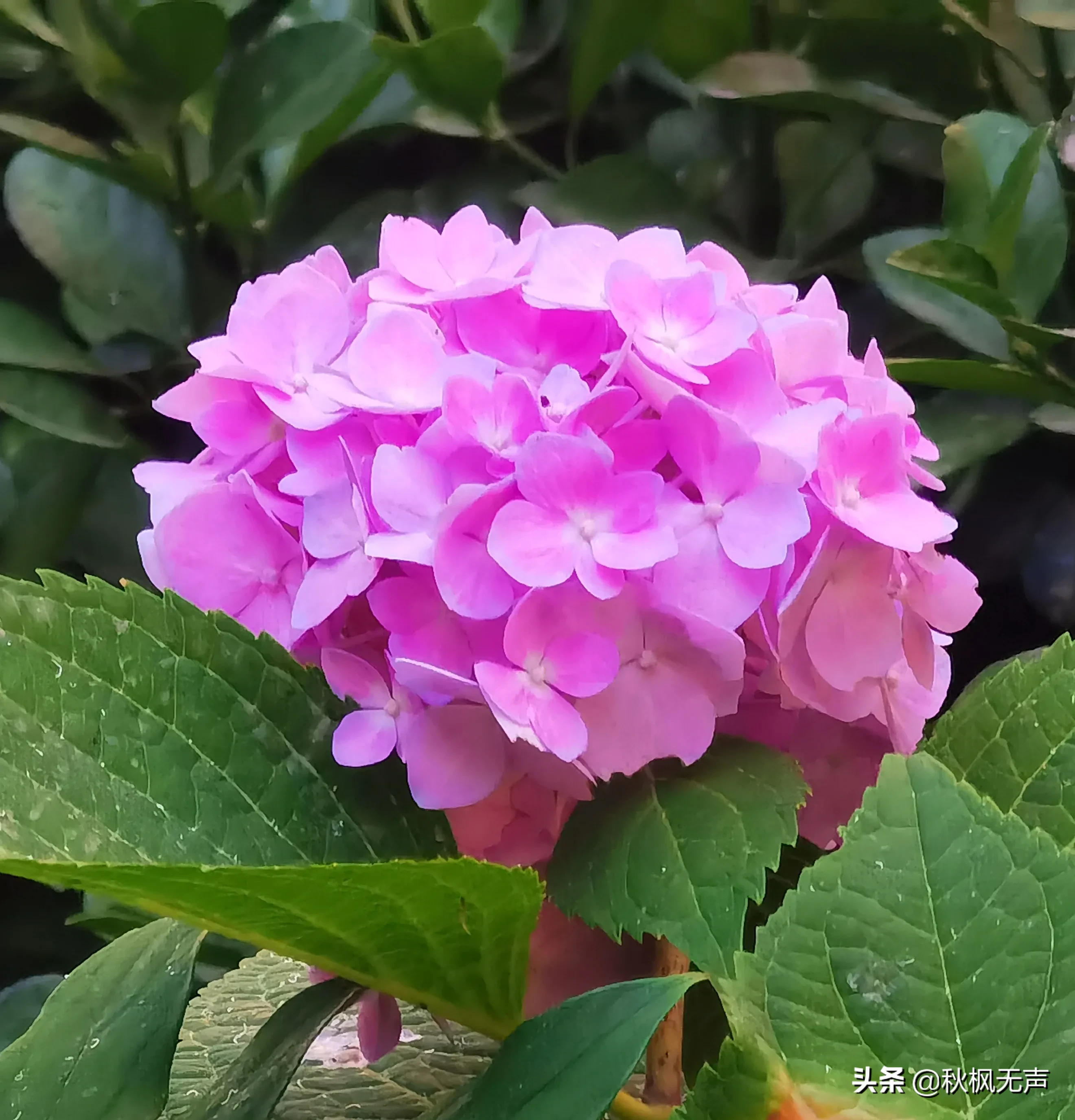 粉红色的绣球花 一朵朵一簇簇的盛开绽放在绿叶之中 迎着秋风 伴着夏雨 展现着自己的美丽 夏日撩人季 带你去看绣球花 天天看点