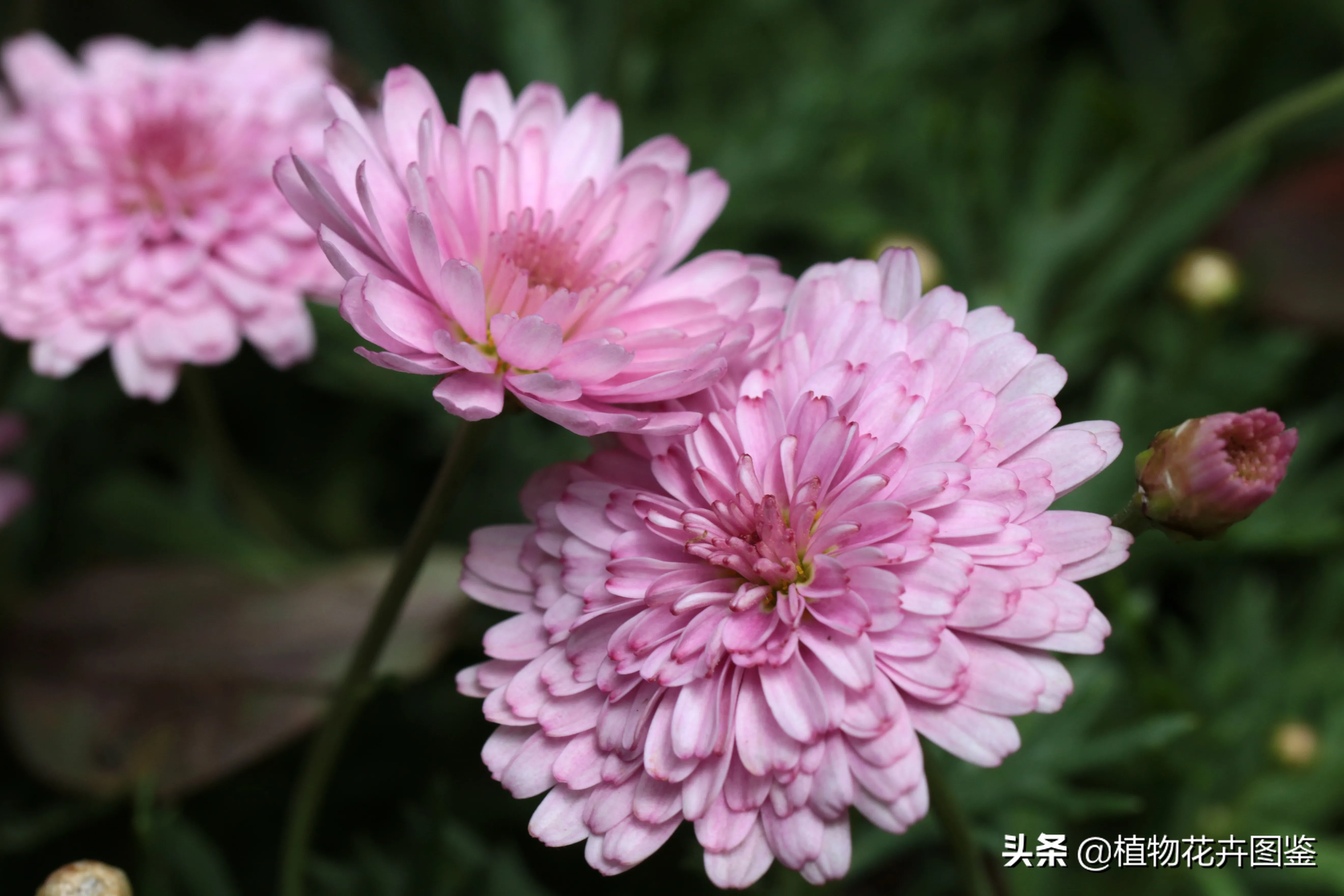 重瓣粉花茼蒿菊 菊科 木茼蒿属 学名 Argyranthemum Doublepink 别名 重瓣玛格丽特 粉花茼 天天看点