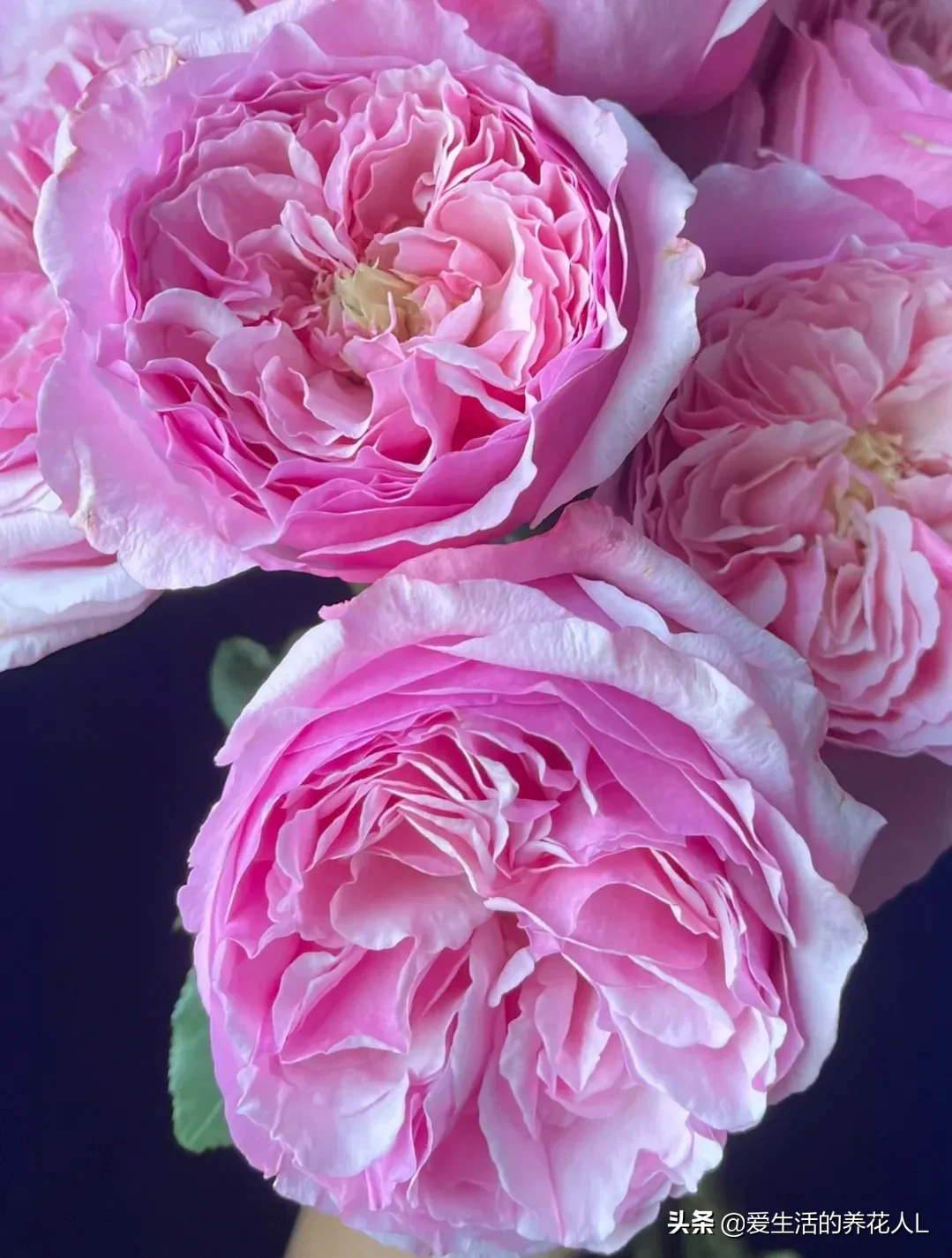 分享圖檔 奧斯汀玫瑰花花型獨特 花姿優雅層層疊疊 嬌豔動人 心動的瞬間 頭條周刊 天天看點