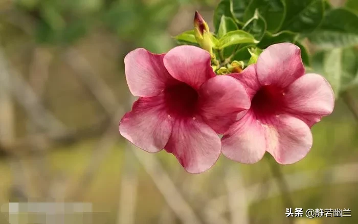 紫蝉花的形状漏斗形 桃红的花朵色彩艳丽 很明媚 而且花期长 颇具观赏价值 是优良的观花蔓性藤本 打卡挑战局 分享夏日