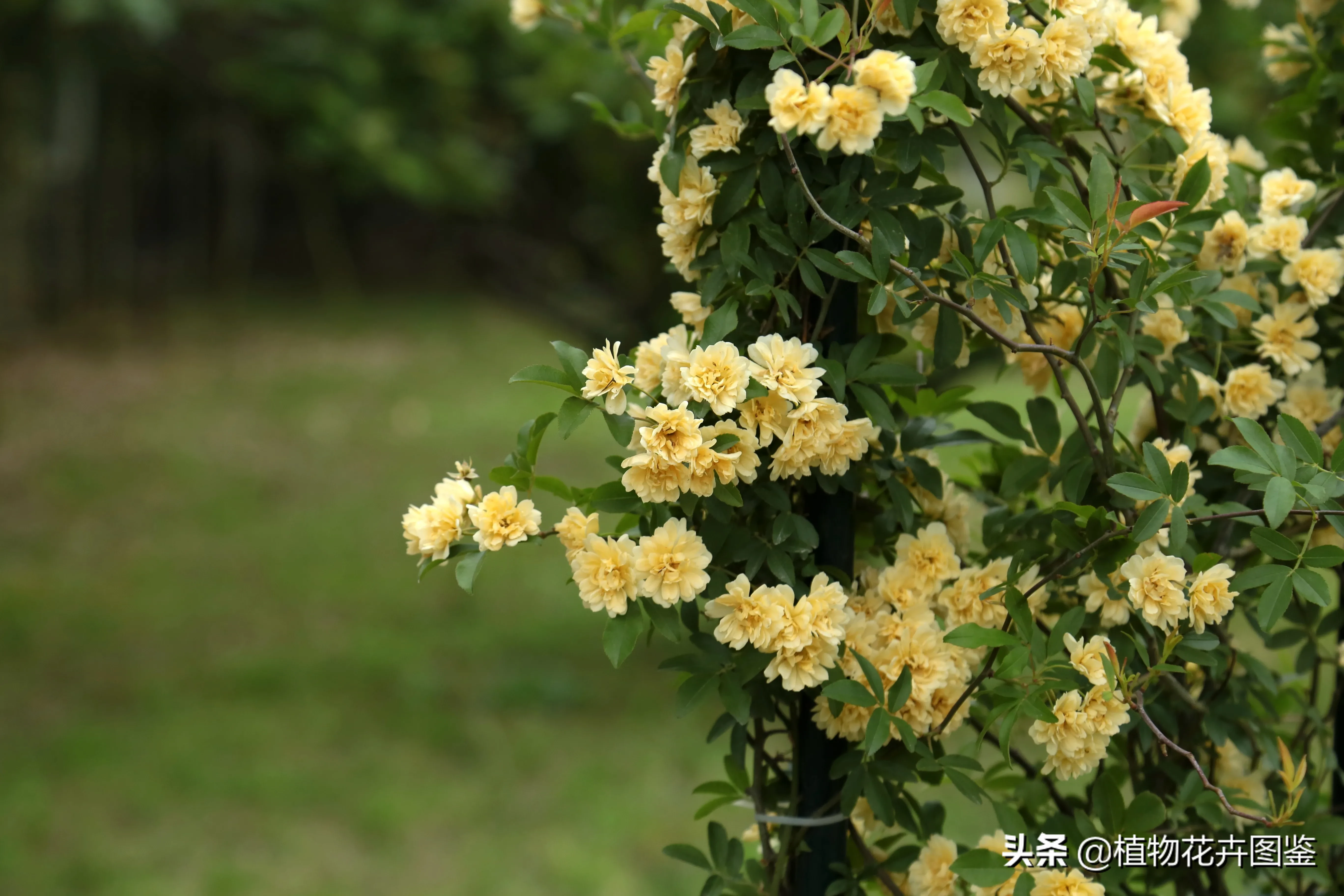 黄木香花 蔷薇科 蔷薇属 学名 Rosa Banksiae Ait F Lutea Lindl Rehd 别名 天天看点