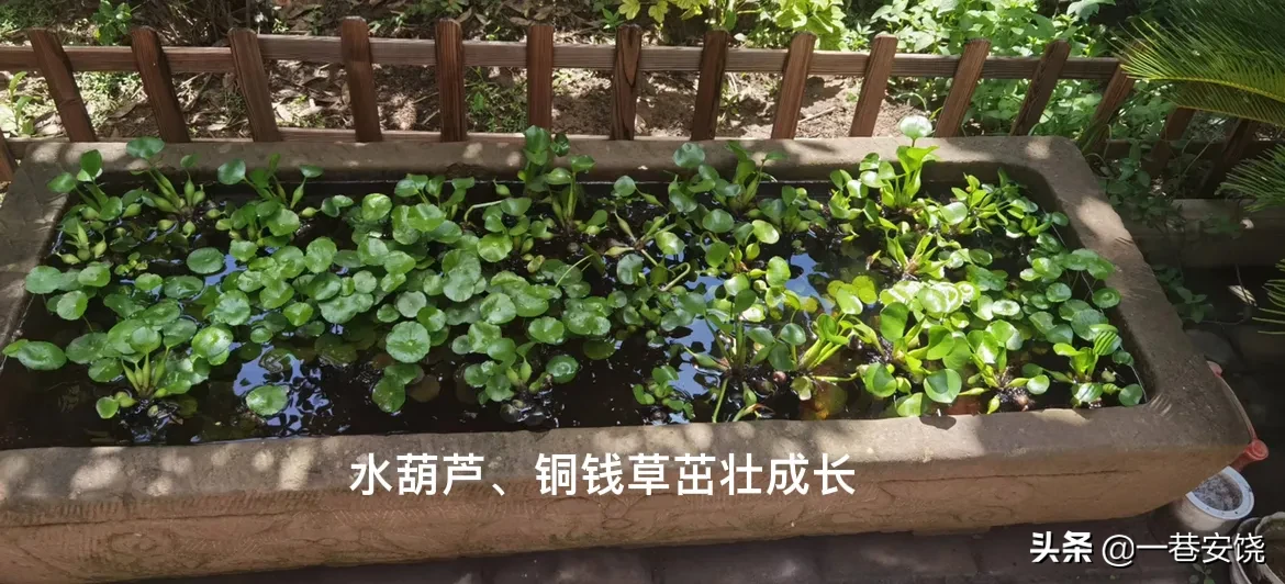 生活就是折騰 這個石水槽除了種上銅錢草 又種植了水葫蘆 總體來說 植物在水槽裡比花盆長的更加茂盛 大笑 種了一大盆荷花 天天看點