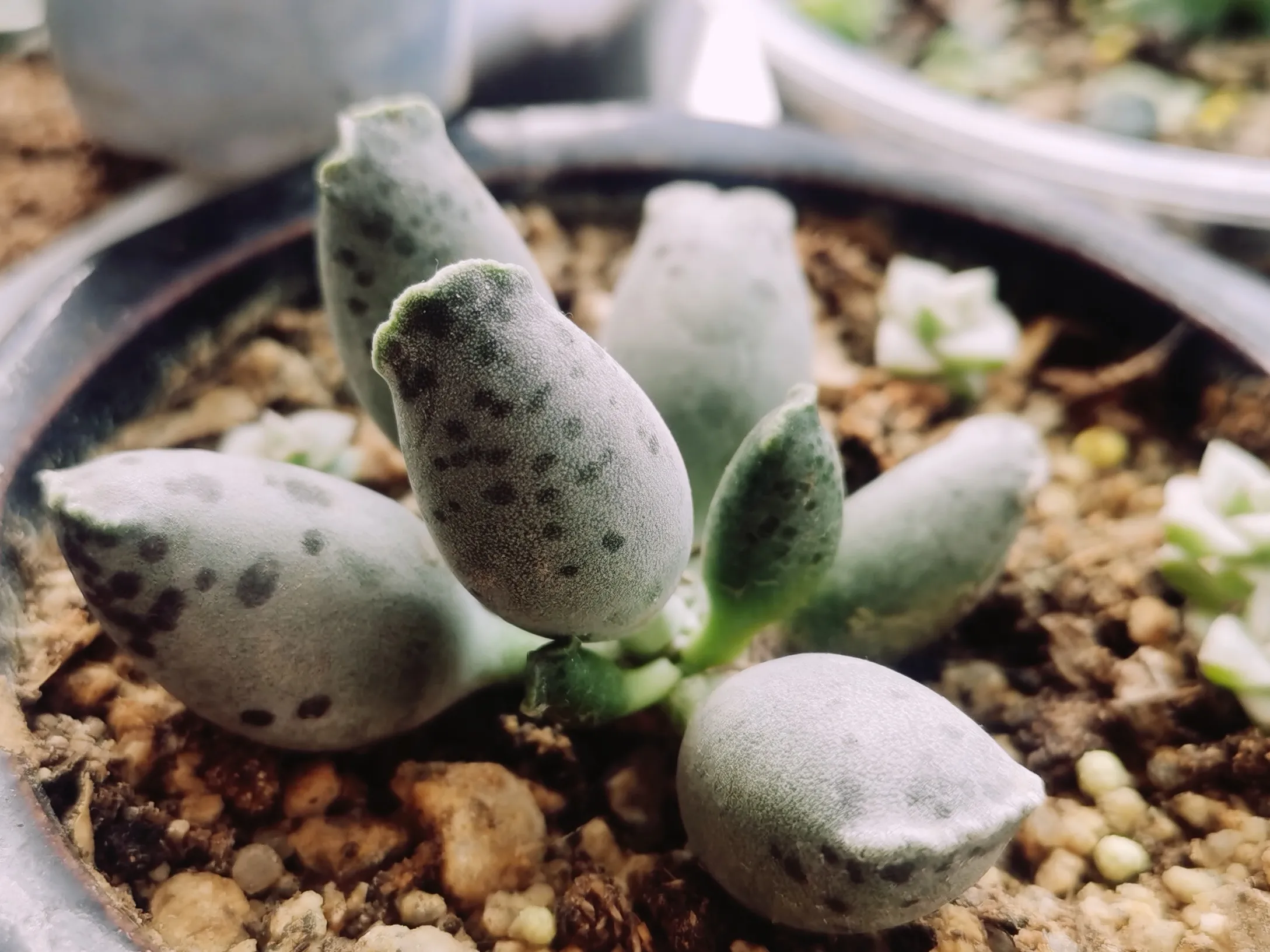 多肉植物 紫海豹 紫肌 白肌 紫斑 花豹 种类还是很多的 估计我的是属于白肌水泡了前三张是室外阳台养护的 后面三张是在