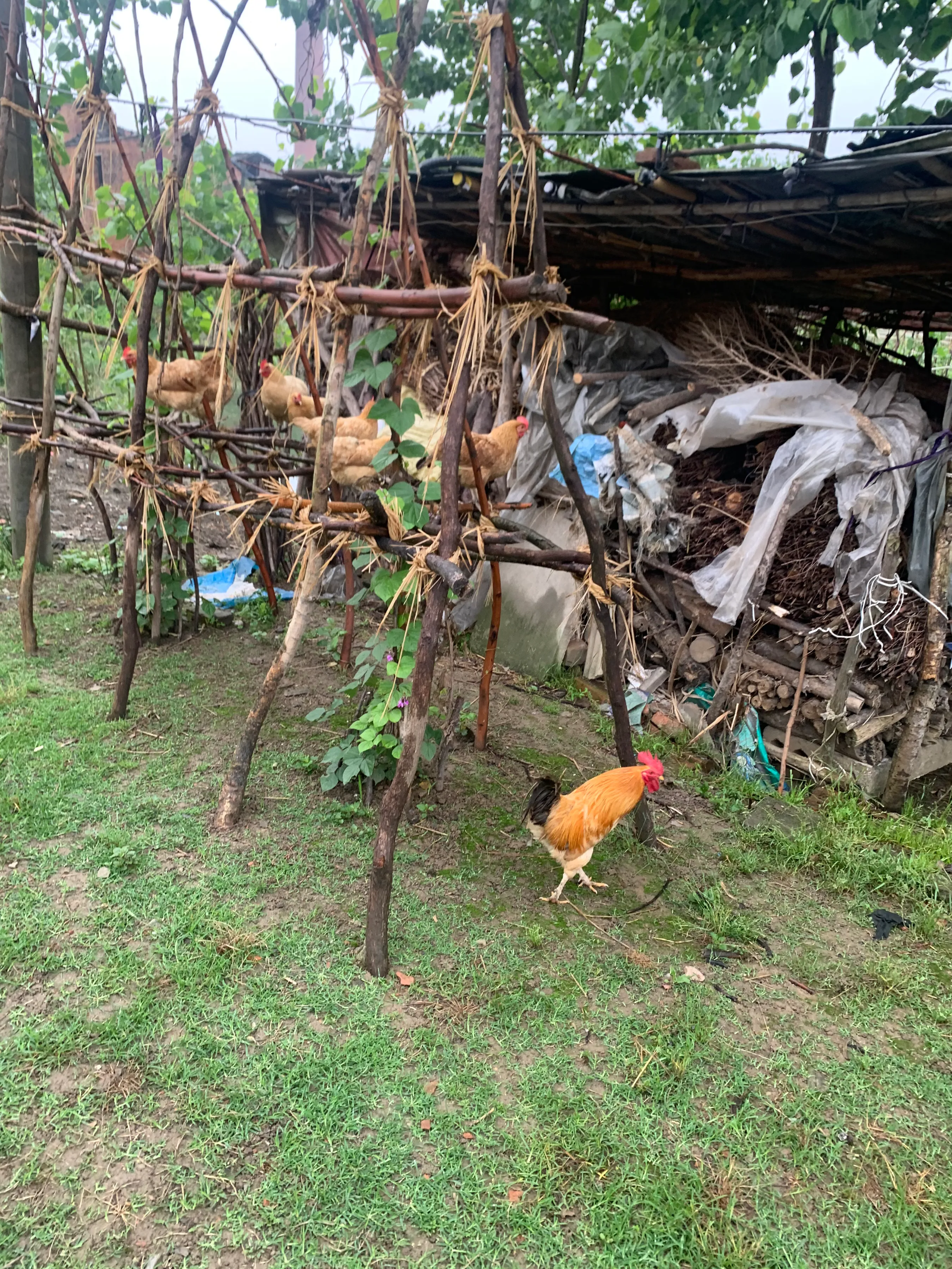 为什么大多数人养鸡不赚钱