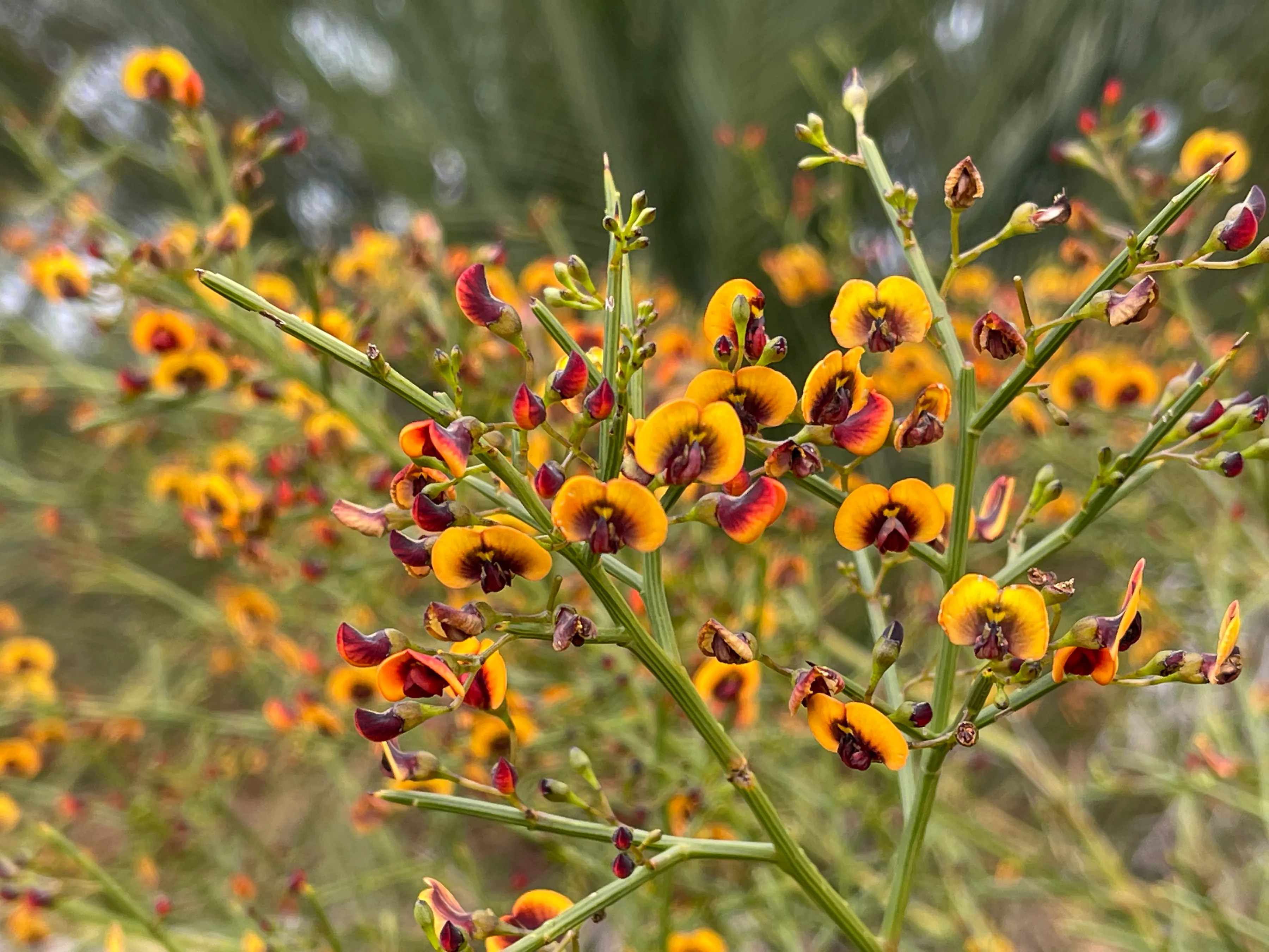 头条花卉照片集 西澳大利亚的 厘米花 之一三花菊 学名daviesiatriflora 是豆科类的一种开花植物 原产于 天天看点