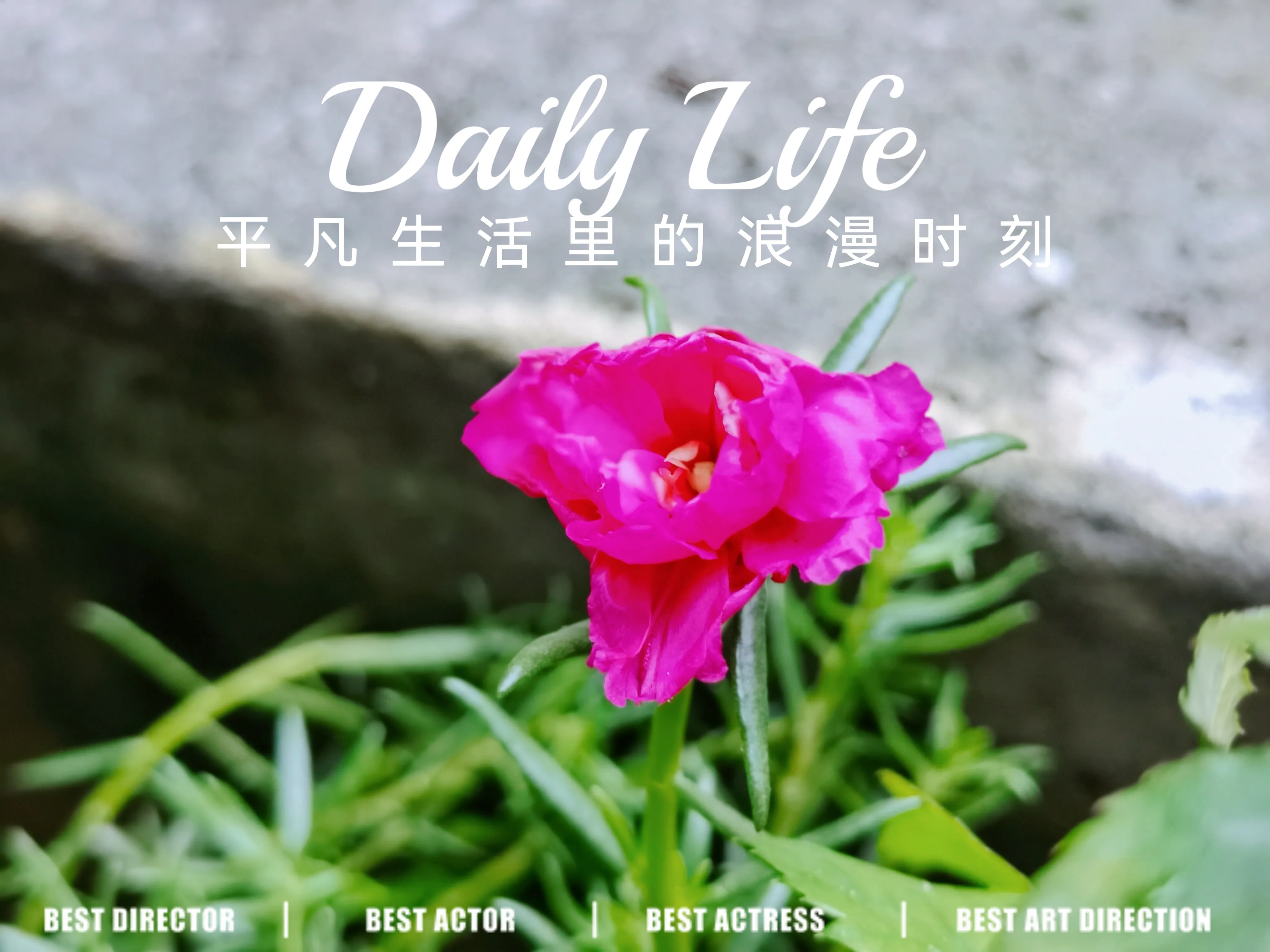 能分享一下你相册里的风景照片吗 初夏的快乐 夏花绚烂 怒放的黄百合 淡雅的石斛花 羞答答的金银花 土土的太阳花 还有