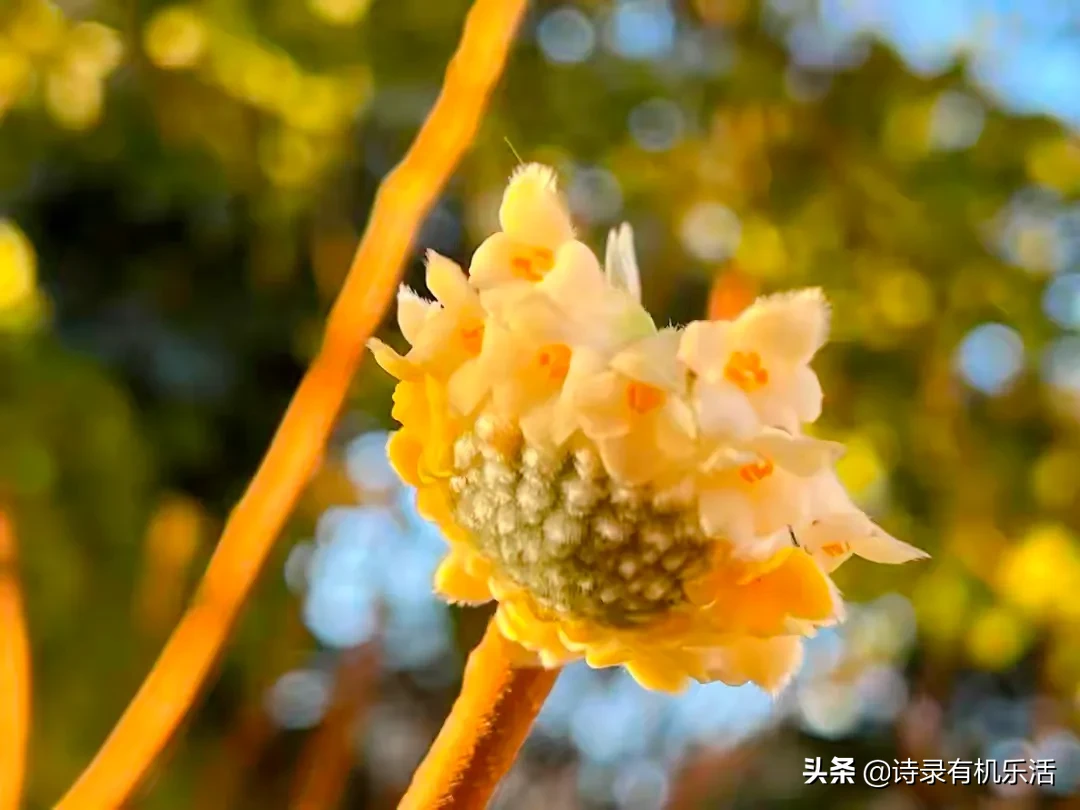 人人能科普 处处有新知 结香花又叫梦花 要到秋冬季节才展露它半梦半醒的娇憨姿态 但是你注意过它开花前的模样吗 阔大碧绿