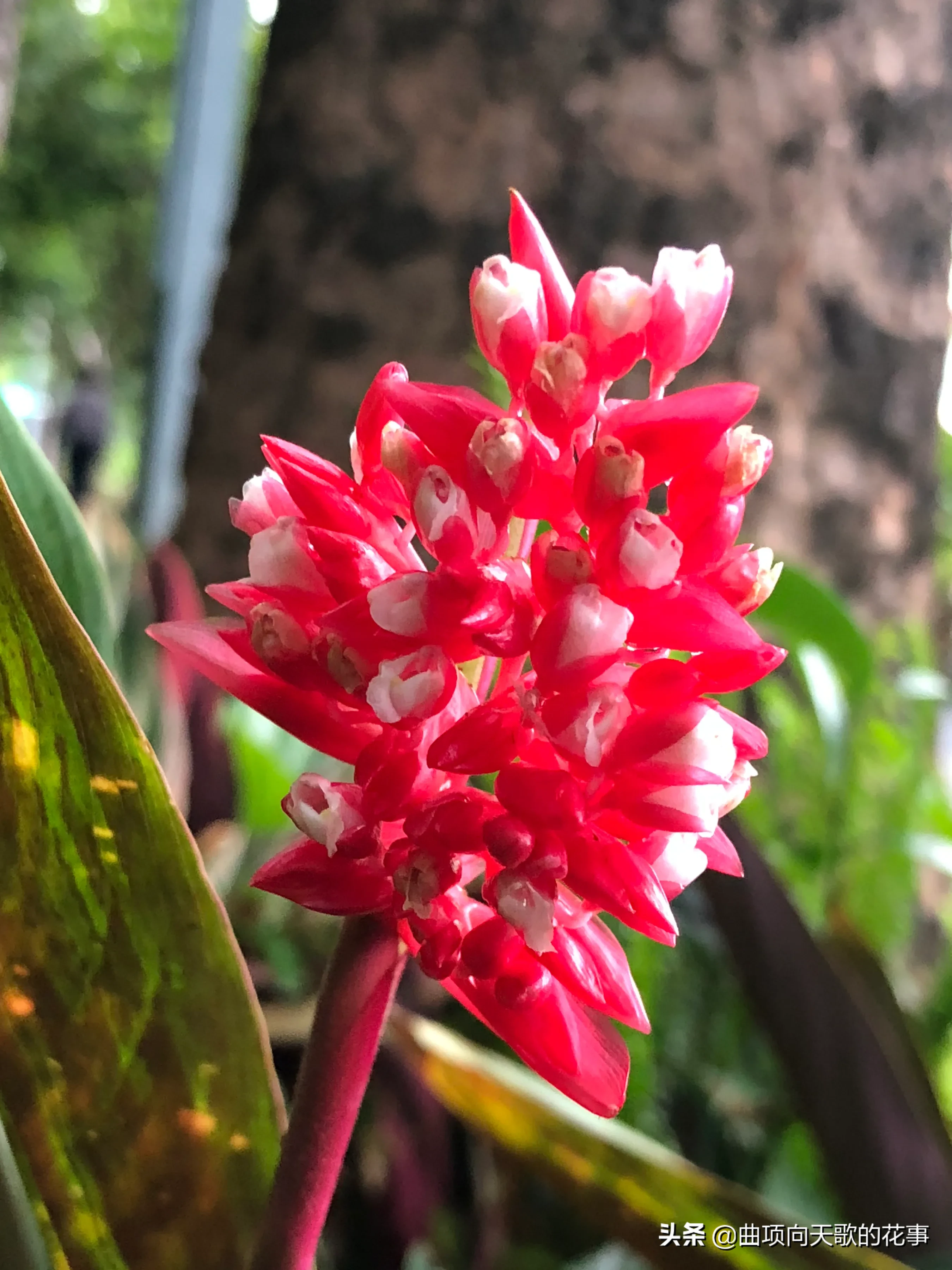 曲项向天歌的花事 22每日一花 第172朵 紫背竹芋 别称 红背竹芋 红背卧花竹芋公园树下林荫处 疏疏密密种竹芋