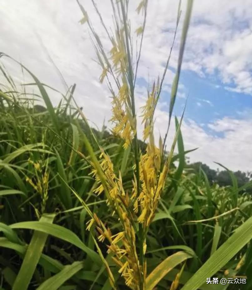 美国苏比利尔冰湖野米菰米重现菰米所带来的价值:改变本土没有菰米