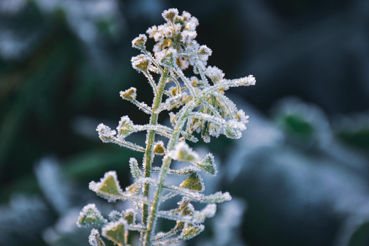 成都平原出现罕见的霜雪今天早晨成都平原温度降到零下大地被厚厚的霜