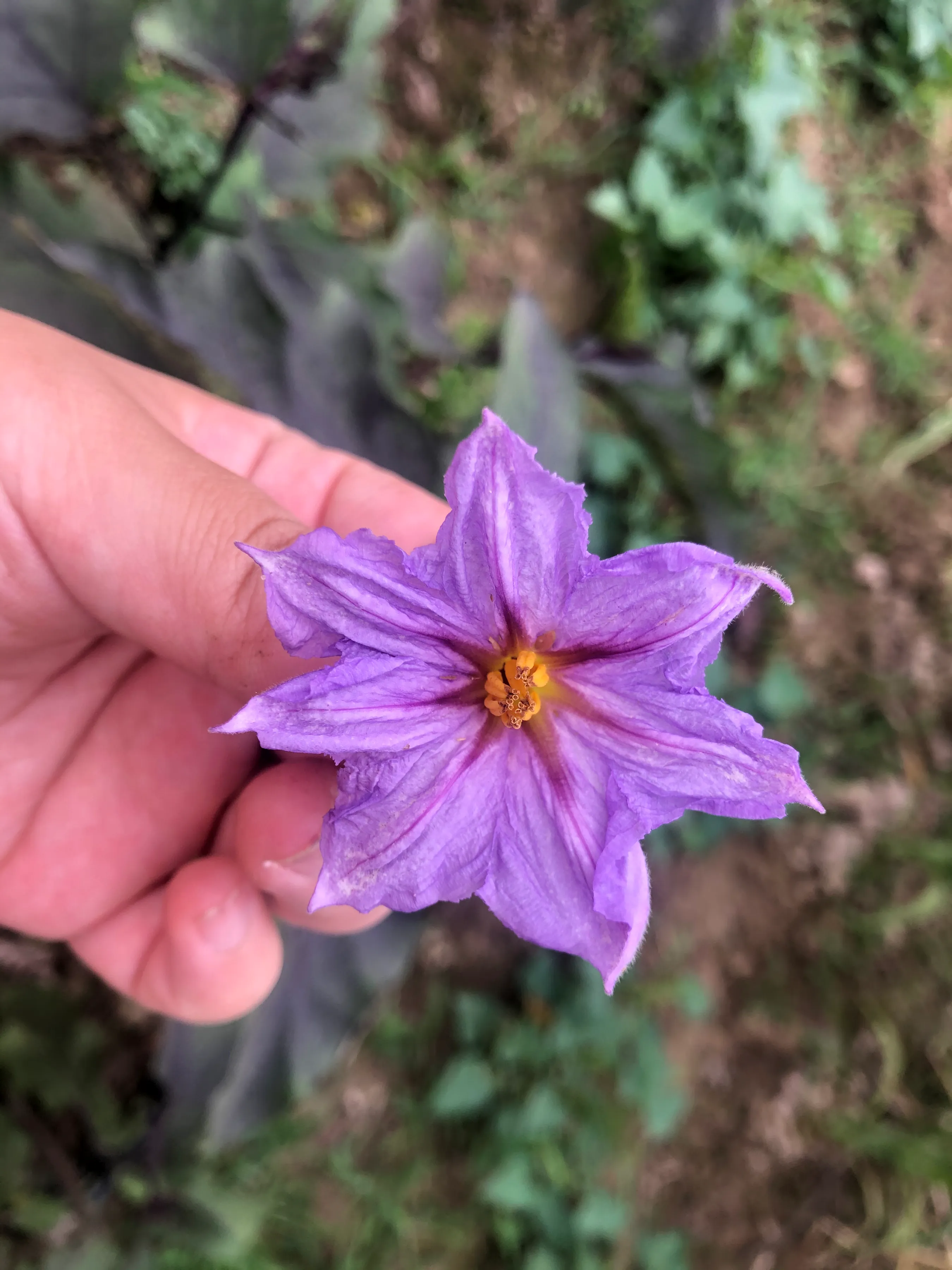 一份耕耘一分收获紫色的茄子花真好看最近真是顿顿吃四季豆的节奏茄子拿回家整个凉拌的 天天看点