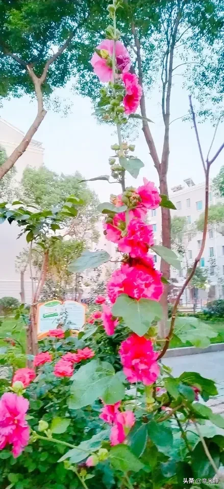 拍花過程中也讓我慢慢知道了花的名字 圖一圖二的叫蜀葵花 因它花枝很高約一丈 别名叫一丈紅 小區裡兜兜轉轉 又拍來許多花 天天看點