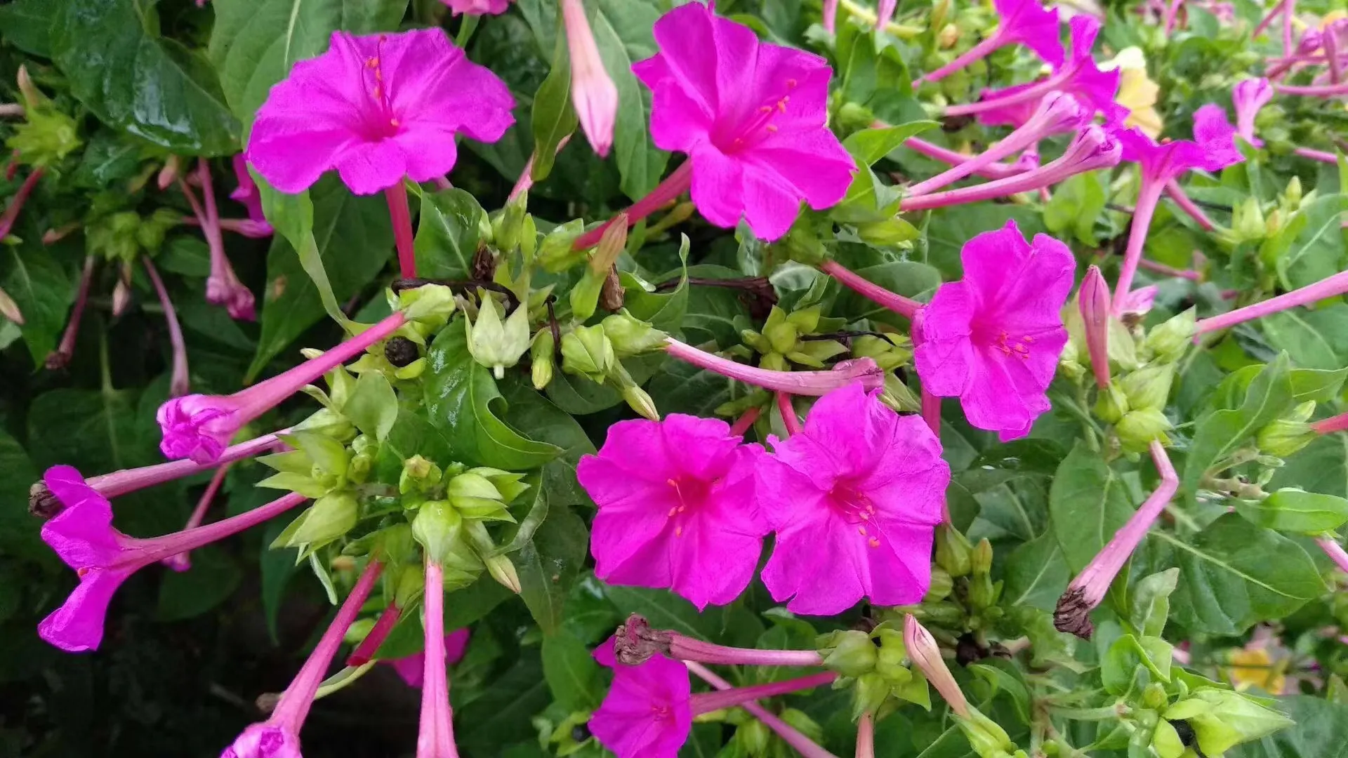 紫茉莉别名 胭脂花 粉豆花 夜饭花 状元花 丁香叶 苦丁香 野丁香植物界 被子植物门 双子叶植物纲 原始花被亚纲 中央种