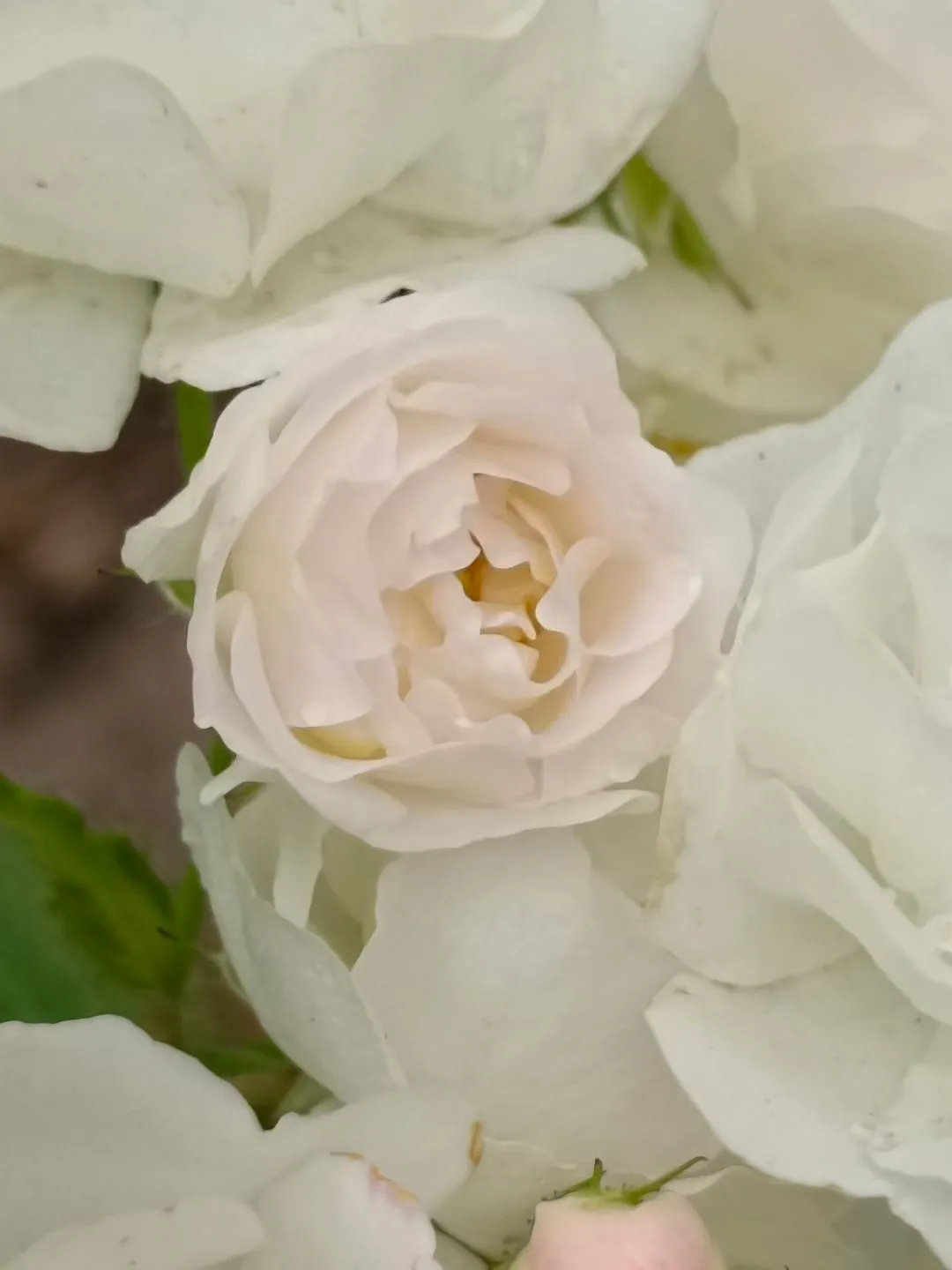 看 这些蔷薇花花骨朵竟然是粉色的 可爱 开开后又变成了白色好美妙 好神奇哇 大笑 赏花 拍花 记录花的美好用我最真诚的热