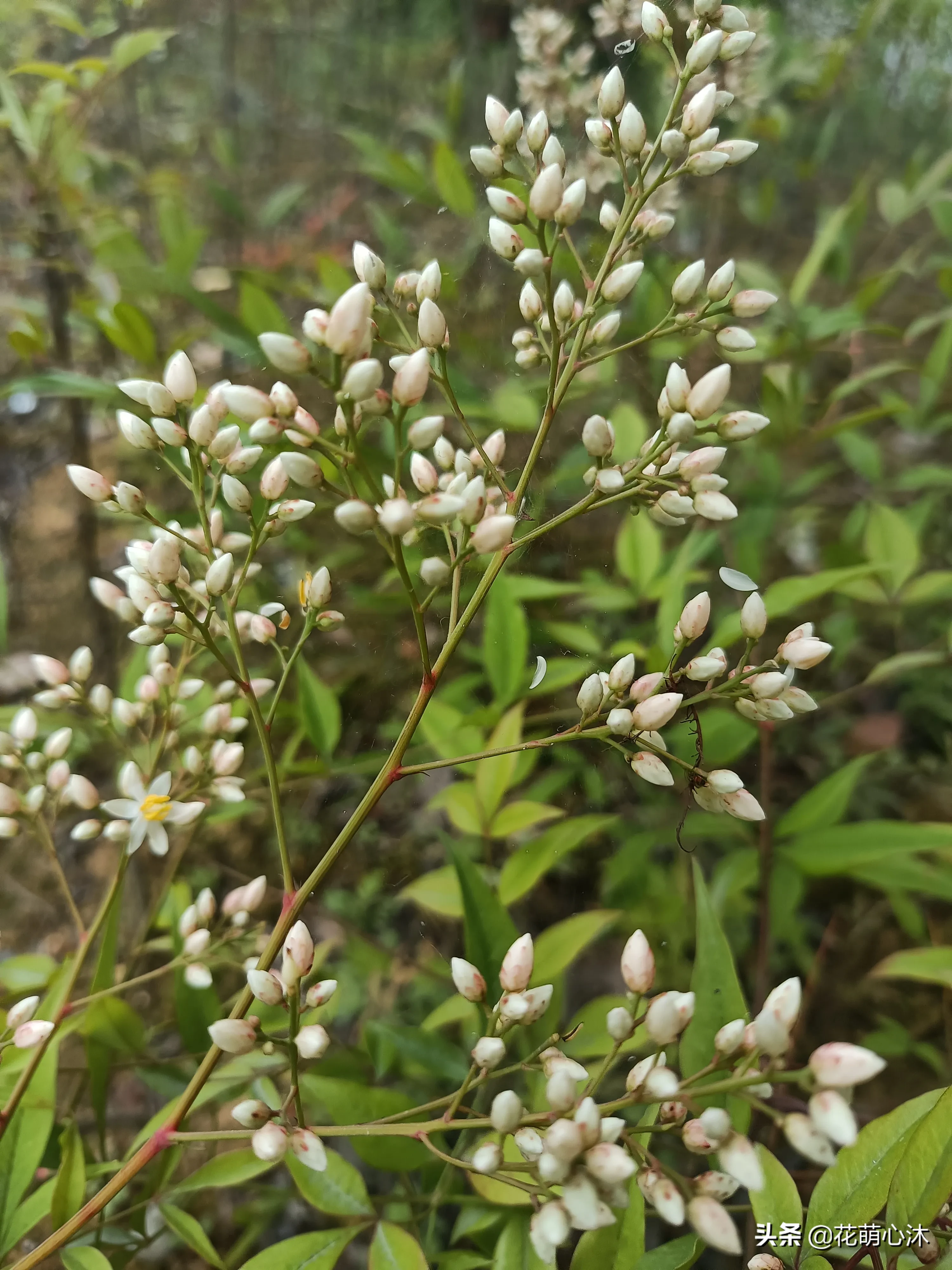 名字厲害 南天竹nandinadomestica小檗科南天竹亞科南天竹族南天竹屬常綠灌木 小檗科屬于毛茛超目毛茛目 與毛