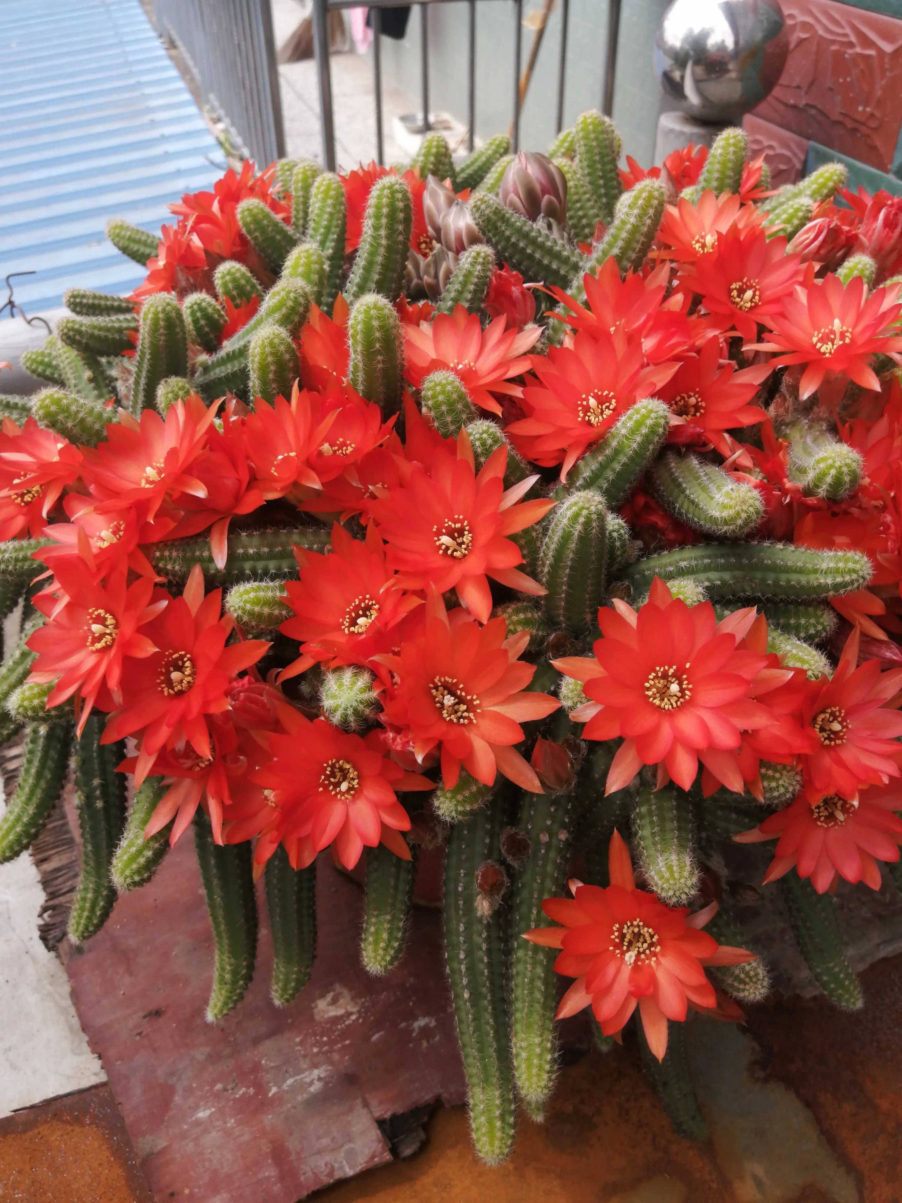 今年的白檀仙人指 毛毛蟲 爆盆了 請花友們一起欣賞 作揖 呲牙 玫瑰 玫瑰 比心 比心 比心 天天看點