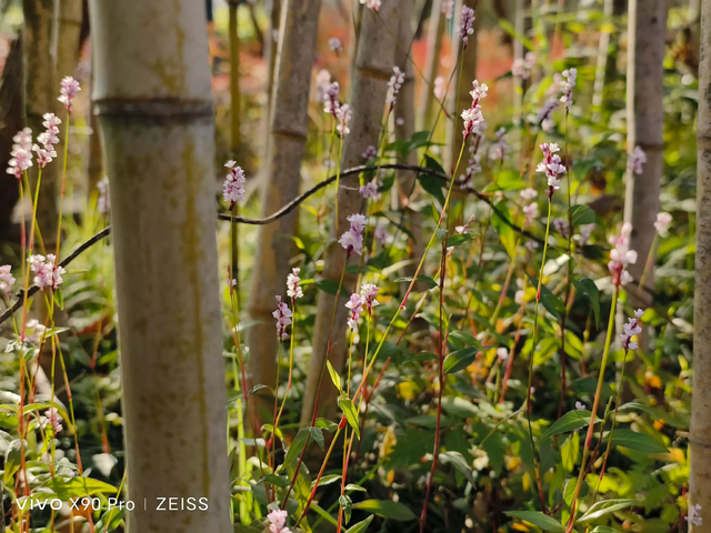 vivo X90 Pro�������飺�����2022���󱭡��콢�еı�ˣ�