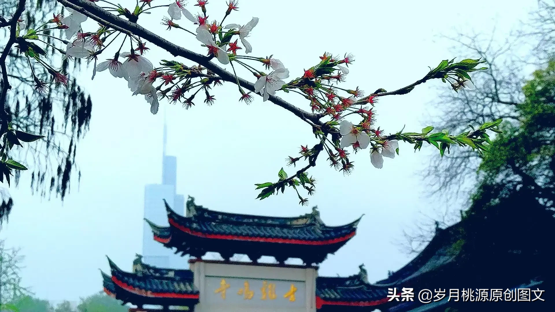 樱花雨：题金陵鸡鸣寺樱花 资讯消息 第1张