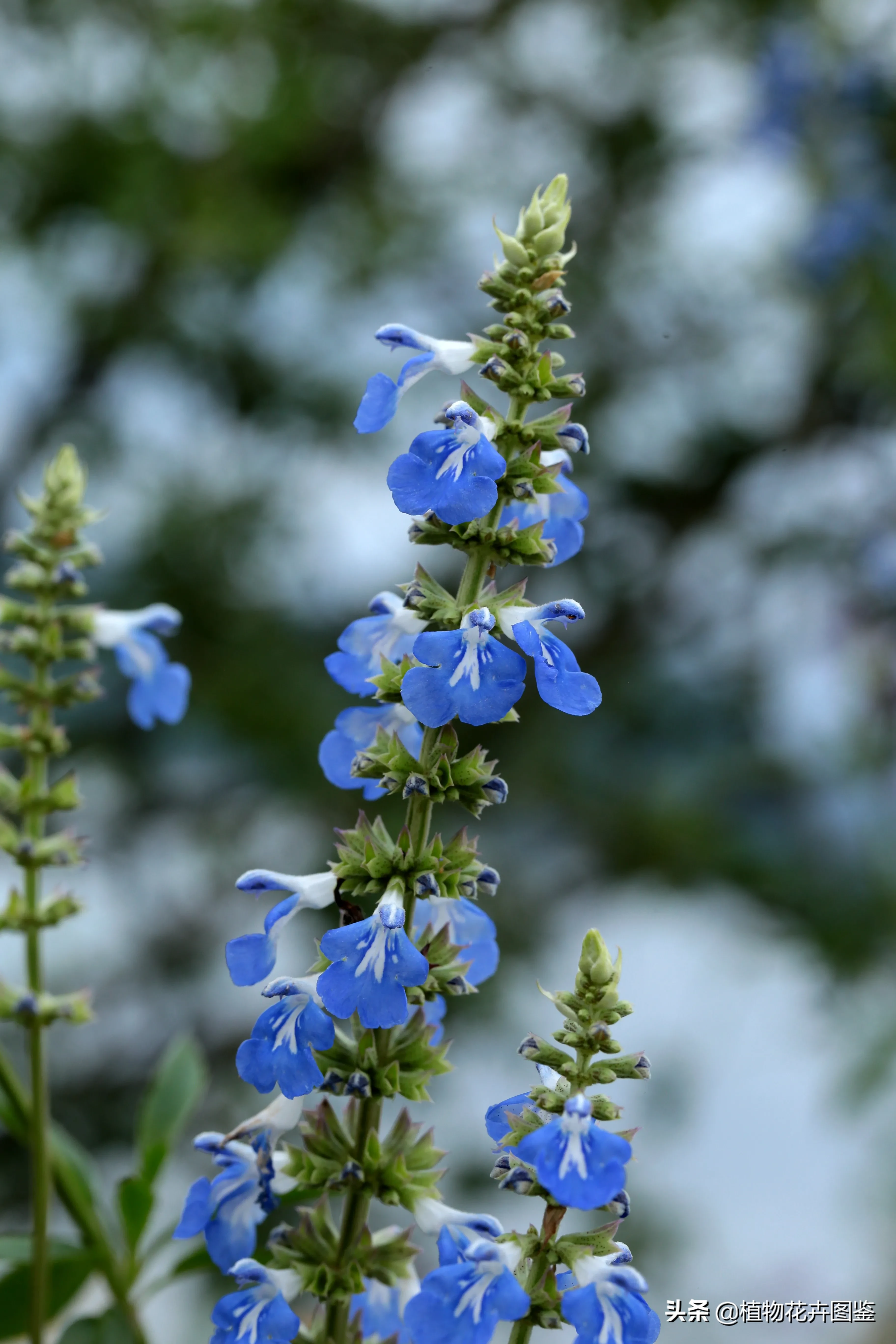 以上節約 植物 草花 アルゼンチン 草花２種完 Www Lacistitis Es