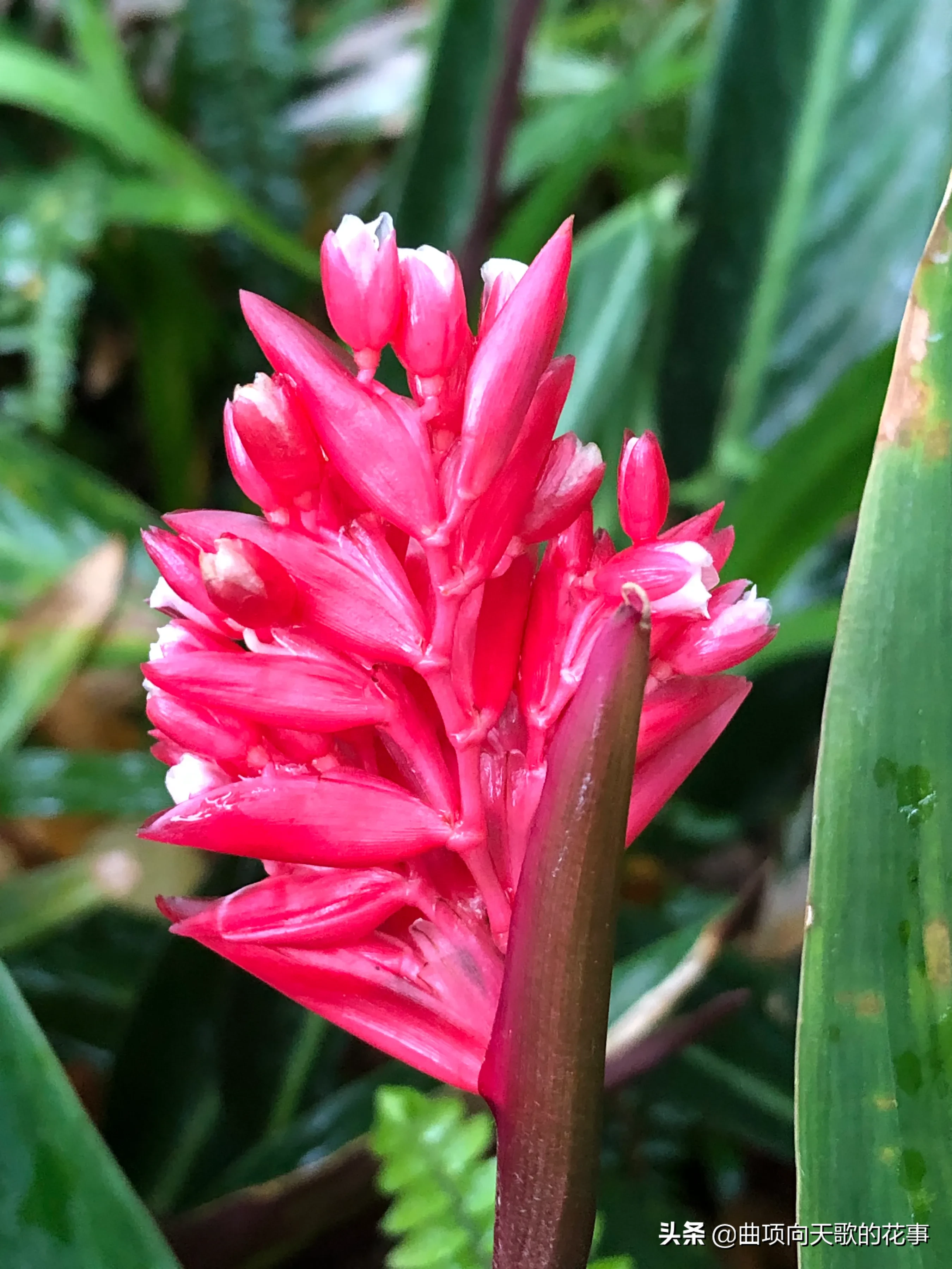 曲项向天歌的花事 22每日一花 第172朵 紫背竹芋 别称 红背竹芋 红背卧花竹芋公园树下林荫处 疏疏密密种竹芋