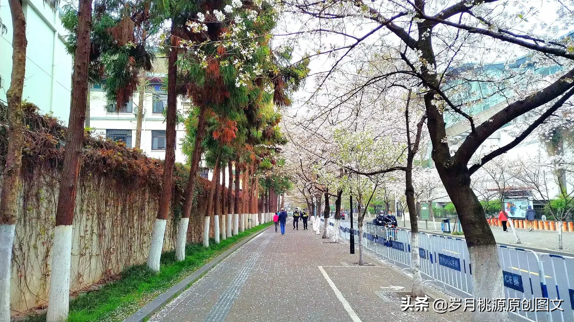 樱花雨：题金陵鸡鸣寺樱花 资讯消息 第6张