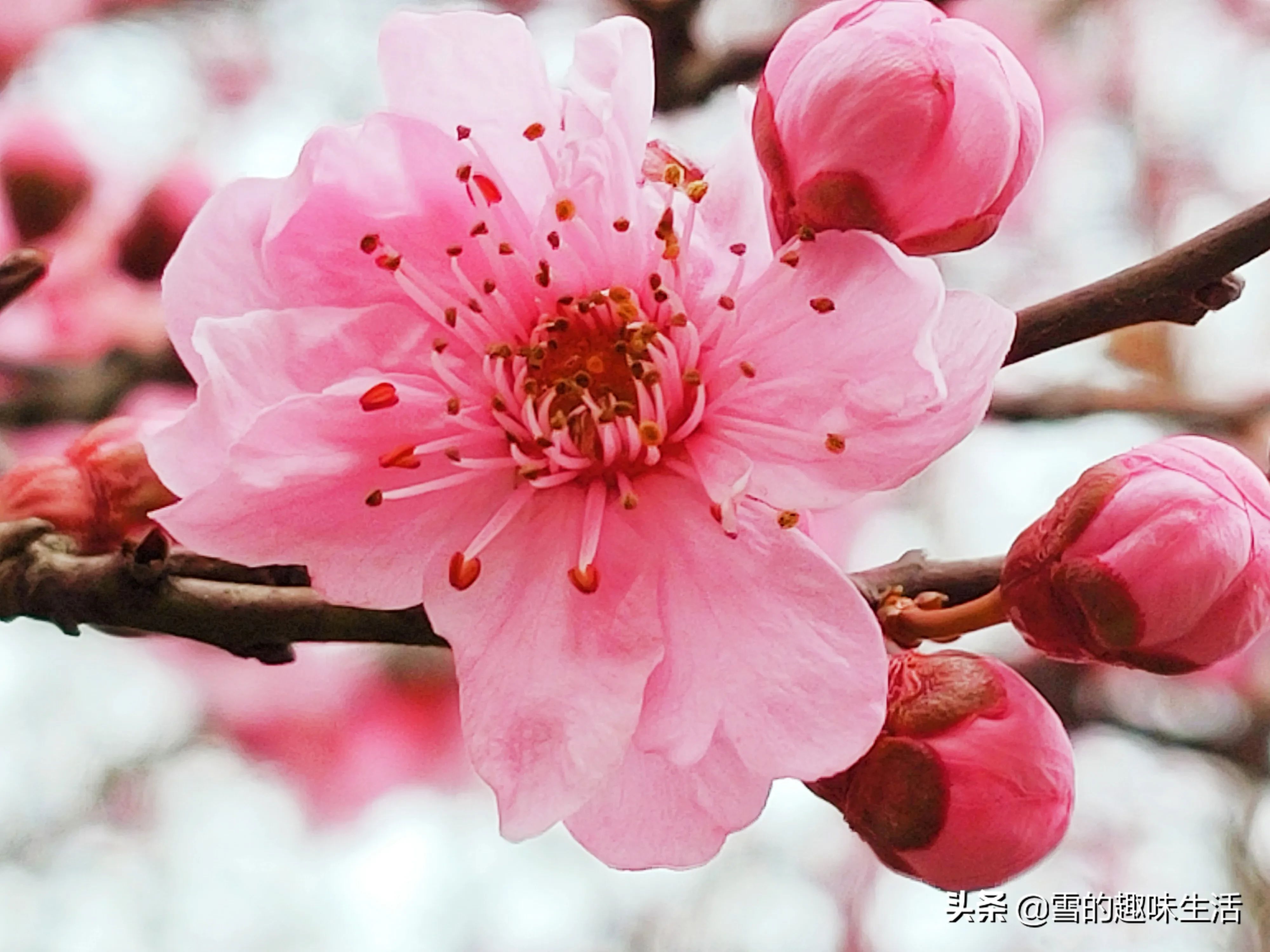 前段时间发了一组图片 既像梅花 有像梅花 有人说叫梅桃 有人说叫美人梅 是梅花中的美人 后来 我专门搜了一下 的确叫美人